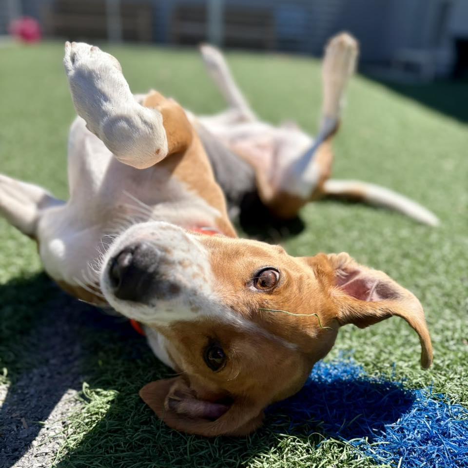 Enlarge Dolly, an adopted mixed breed in Whitehall, PA image 2/4