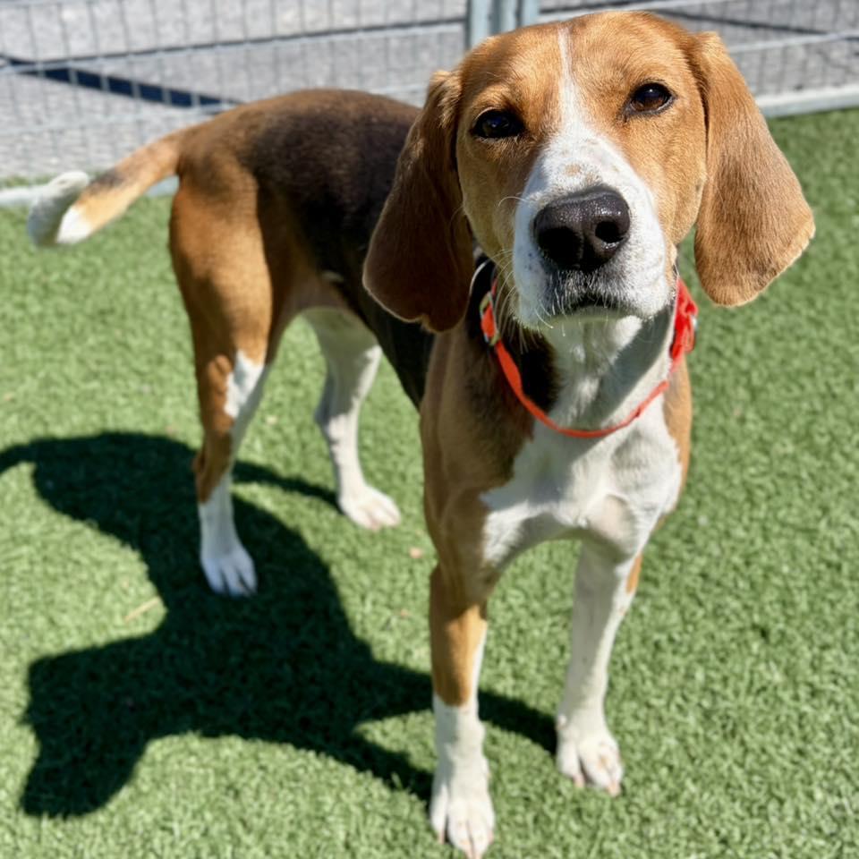 Enlarge Dolly, an adopted mixed breed in Whitehall, PA image 4/4