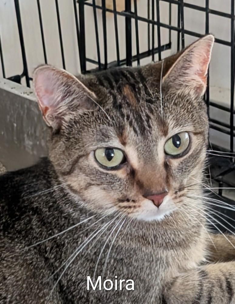 Moira, ADOPTABLE, Adult Female Domestic Short Hair.