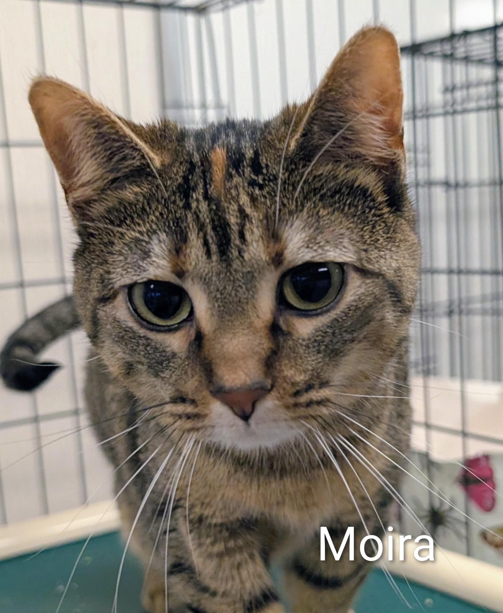 Enlarge Moira, a ADOPTABLE Domestic Short Hair in Colfax, IA image 2/2