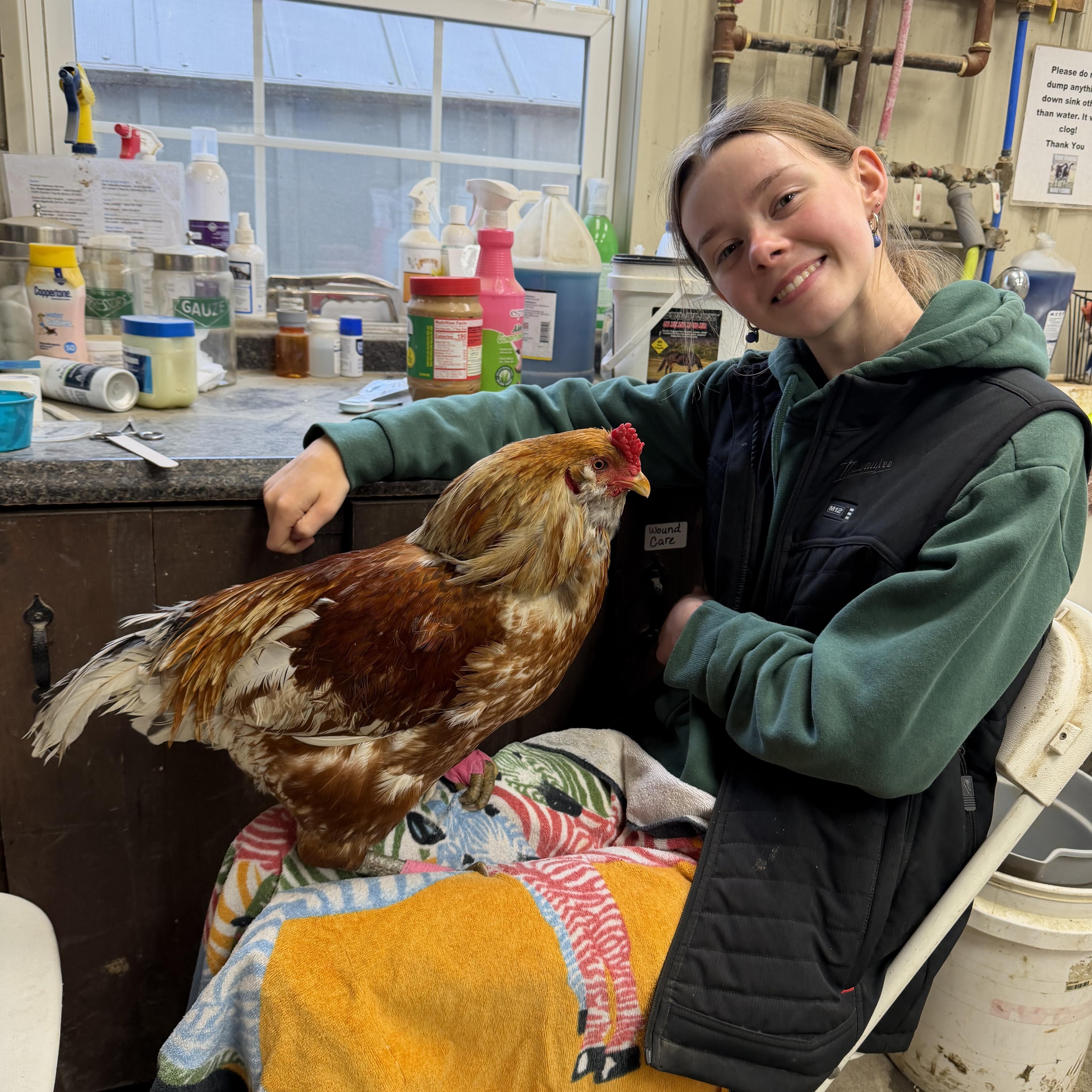 Cluck Norris , adopted, Adult Male Chicken.