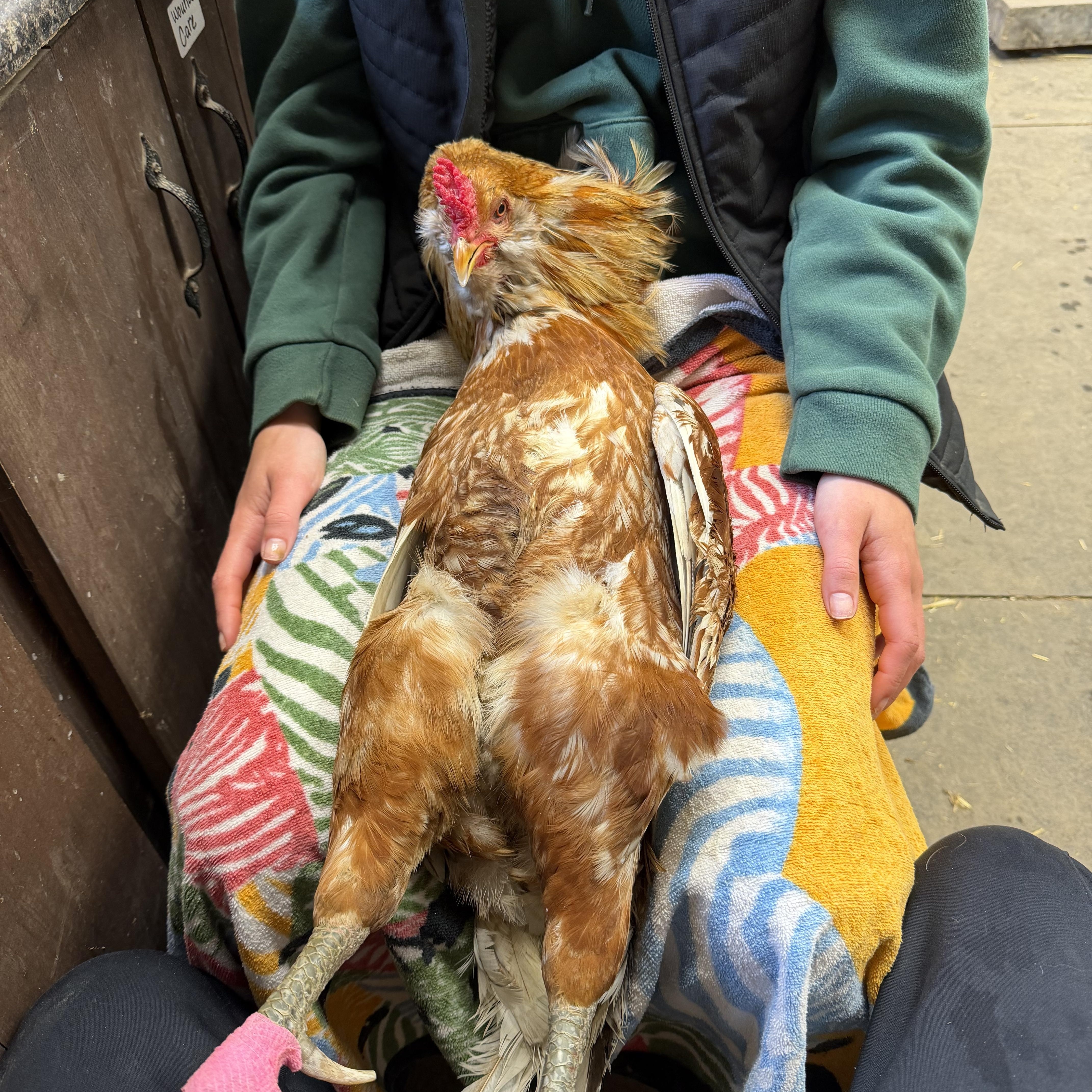 Enlarge Cluck Norris , an adopted Chicken in Ravenna, OH image 2/2