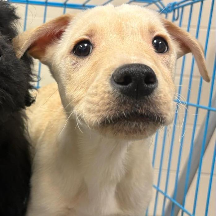 Muenster, Adoptable, Puppy Male Yellow Labrador Retriever & Labrador Retriever.