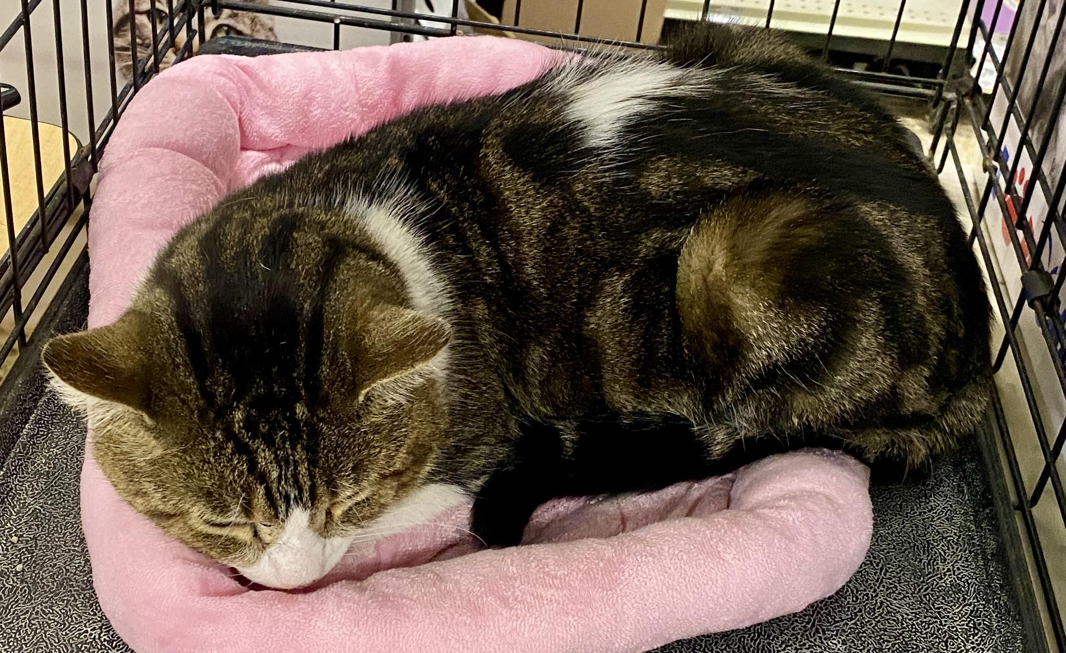 Friendly, a Adoptable mixed breed in Red Bank, NJ image 4/5