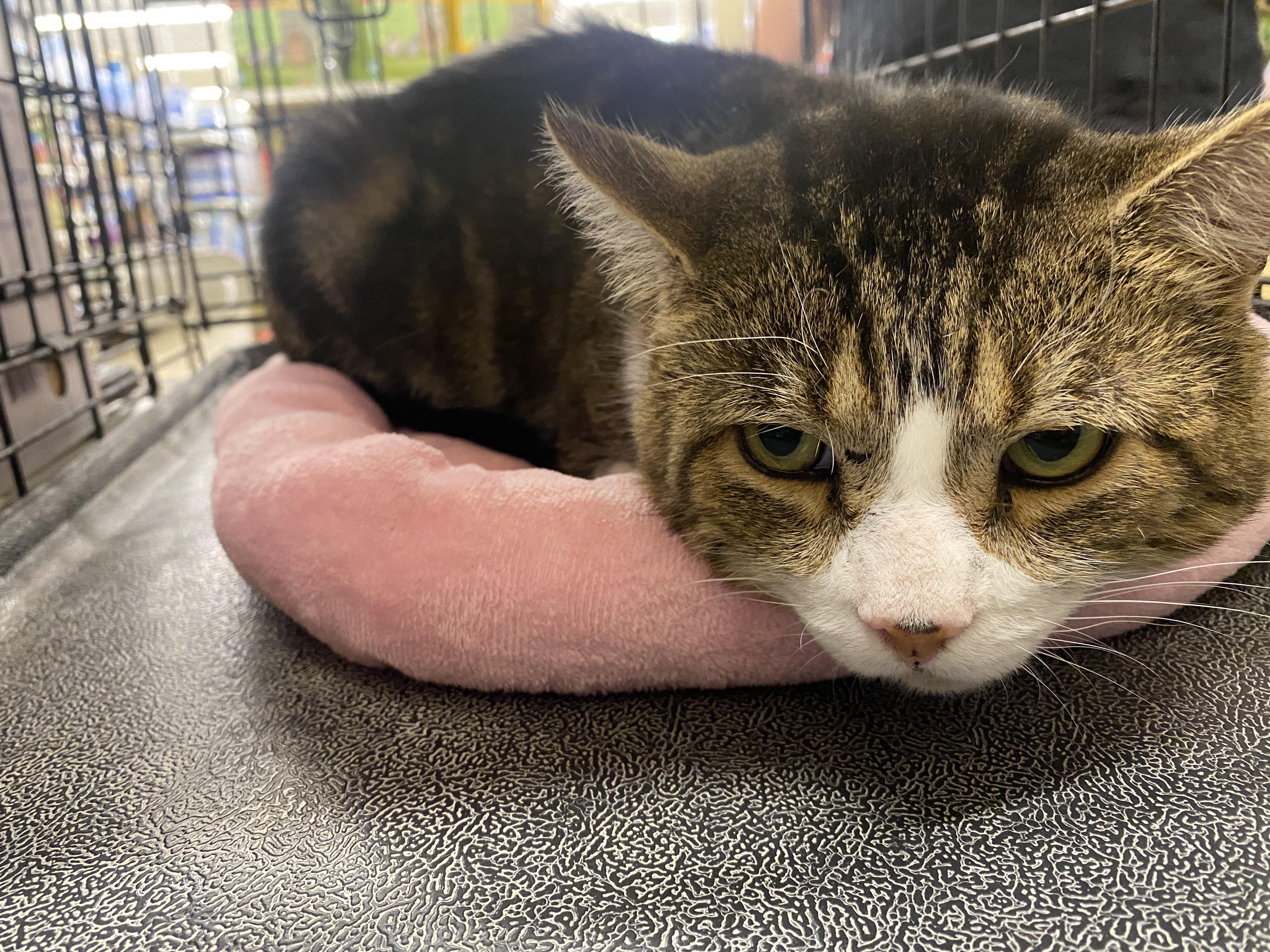 Friendly, a Adoptable mixed breed in Red Bank, NJ image 5/5