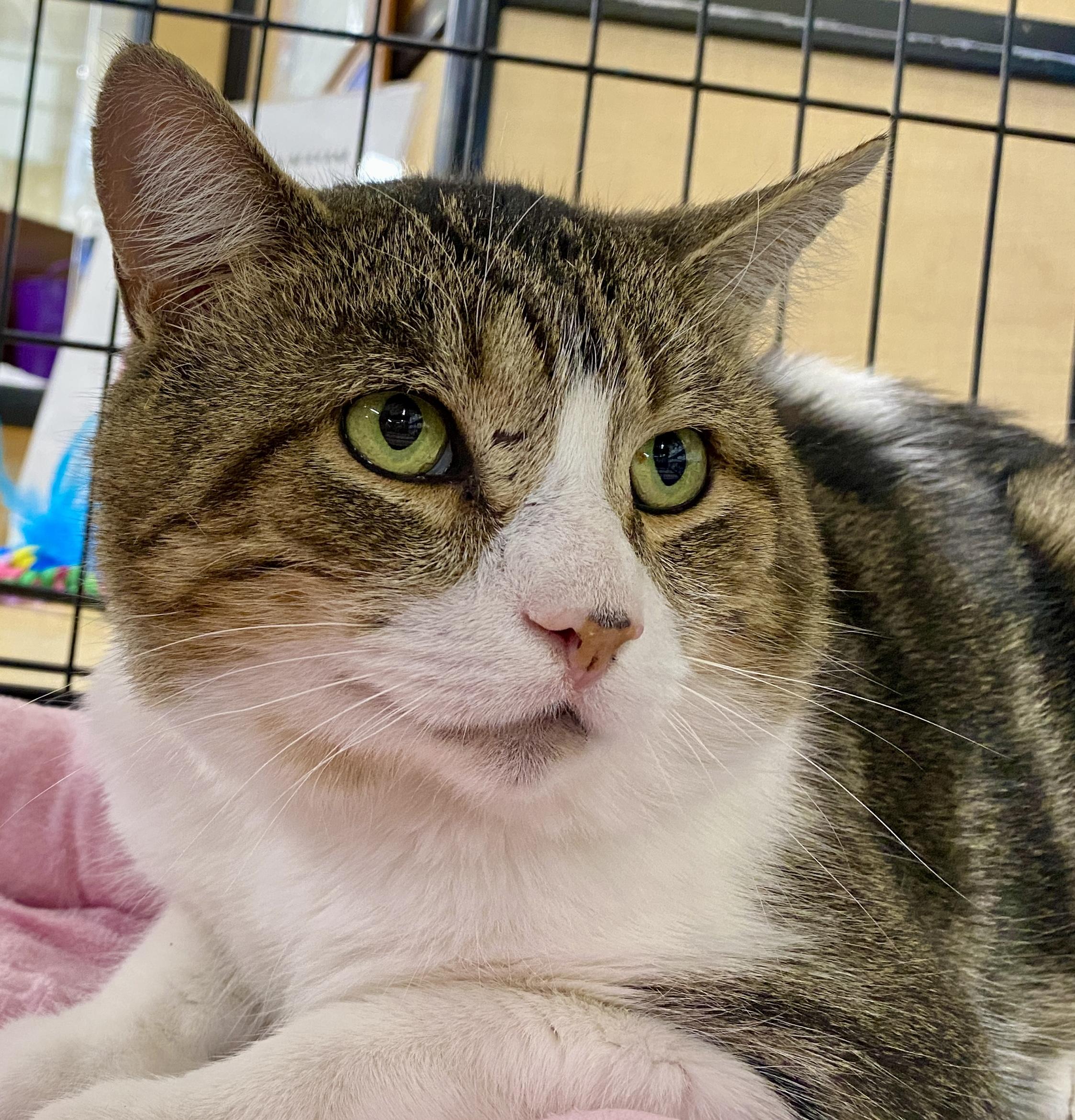 Friendly, a Adoptable mixed breed in Red Bank, NJ image 2/5