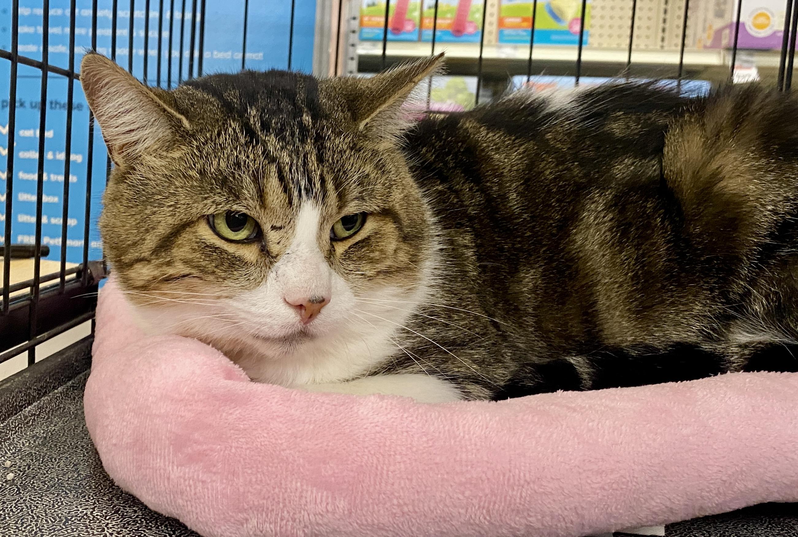 Friendly, a Adoptable mixed breed in Red Bank, NJ image 3/5