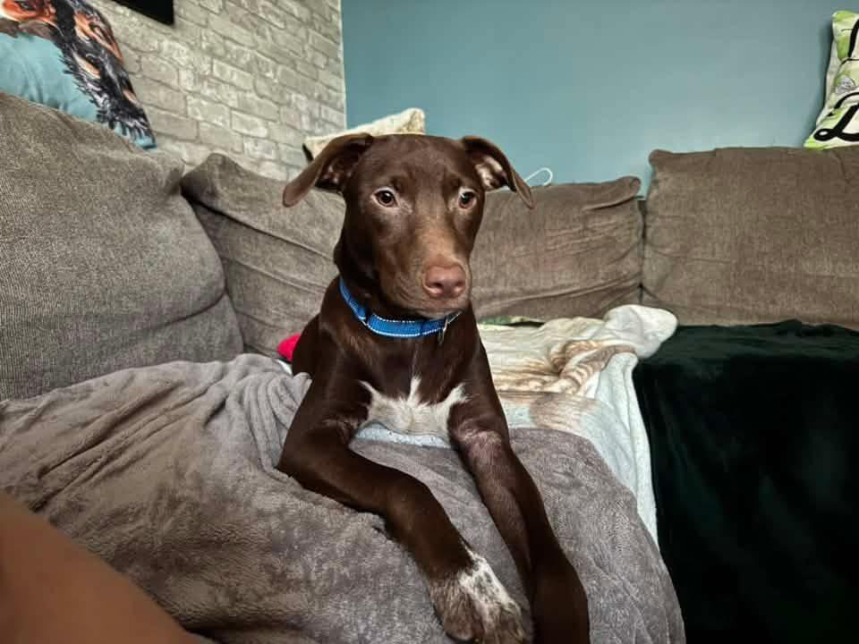 Tootsie, ADOPTABLE, Puppy Female Labrador Retriever & Australian Shepherd.