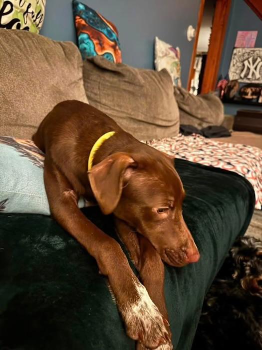 Tootsie, a ADOPTABLE mixed breed in Watertown, CT image 2/4
