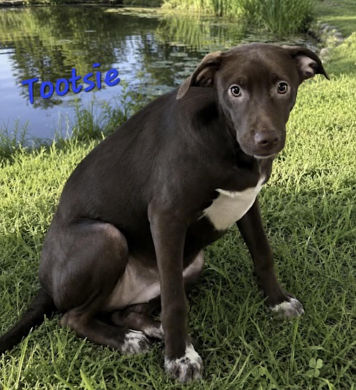 Tootsie, ADOPTABLE, Puppy Female Labrador Retriever & Australian Shepherd.