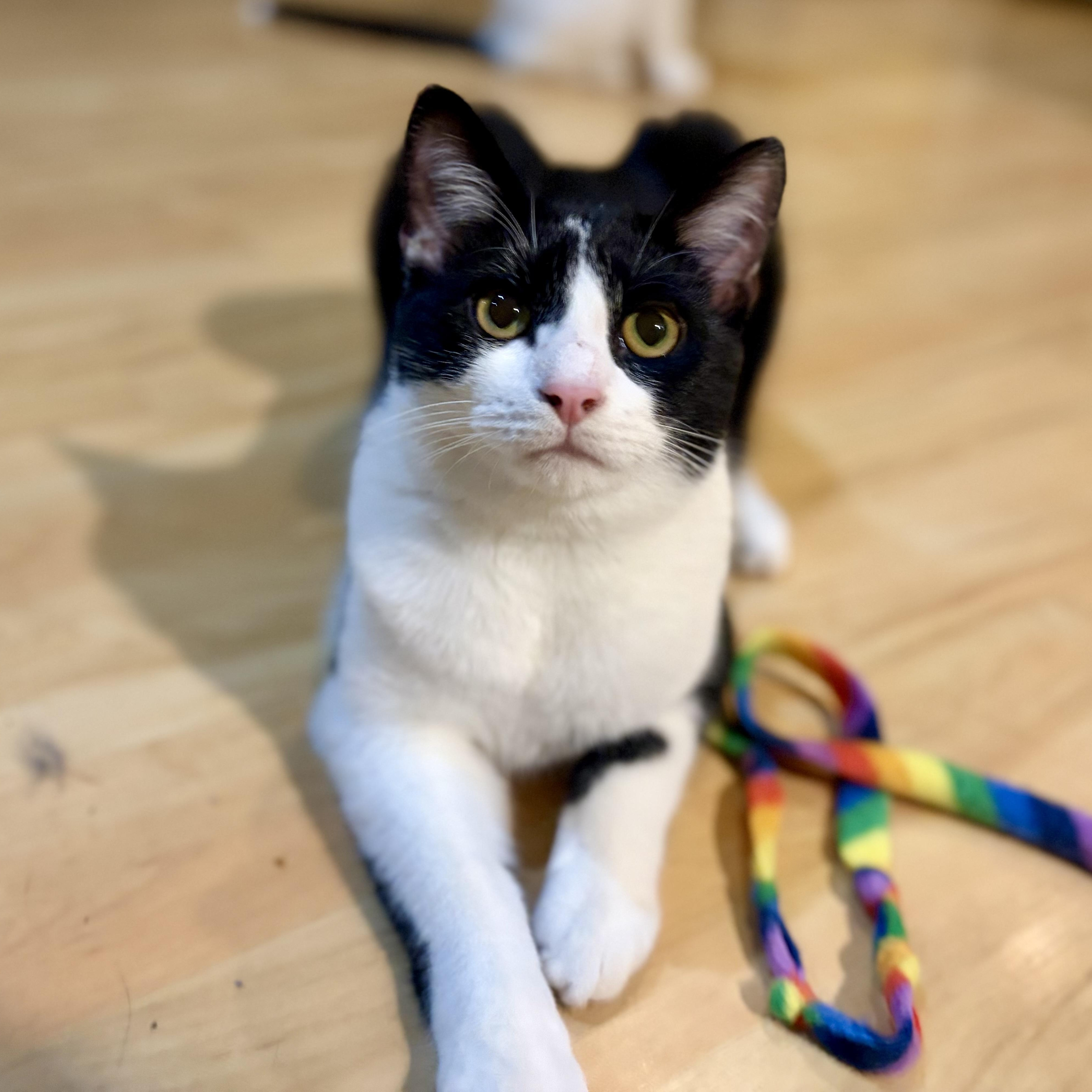 Po, Adoptable, Young Male Domestic Short Hair.