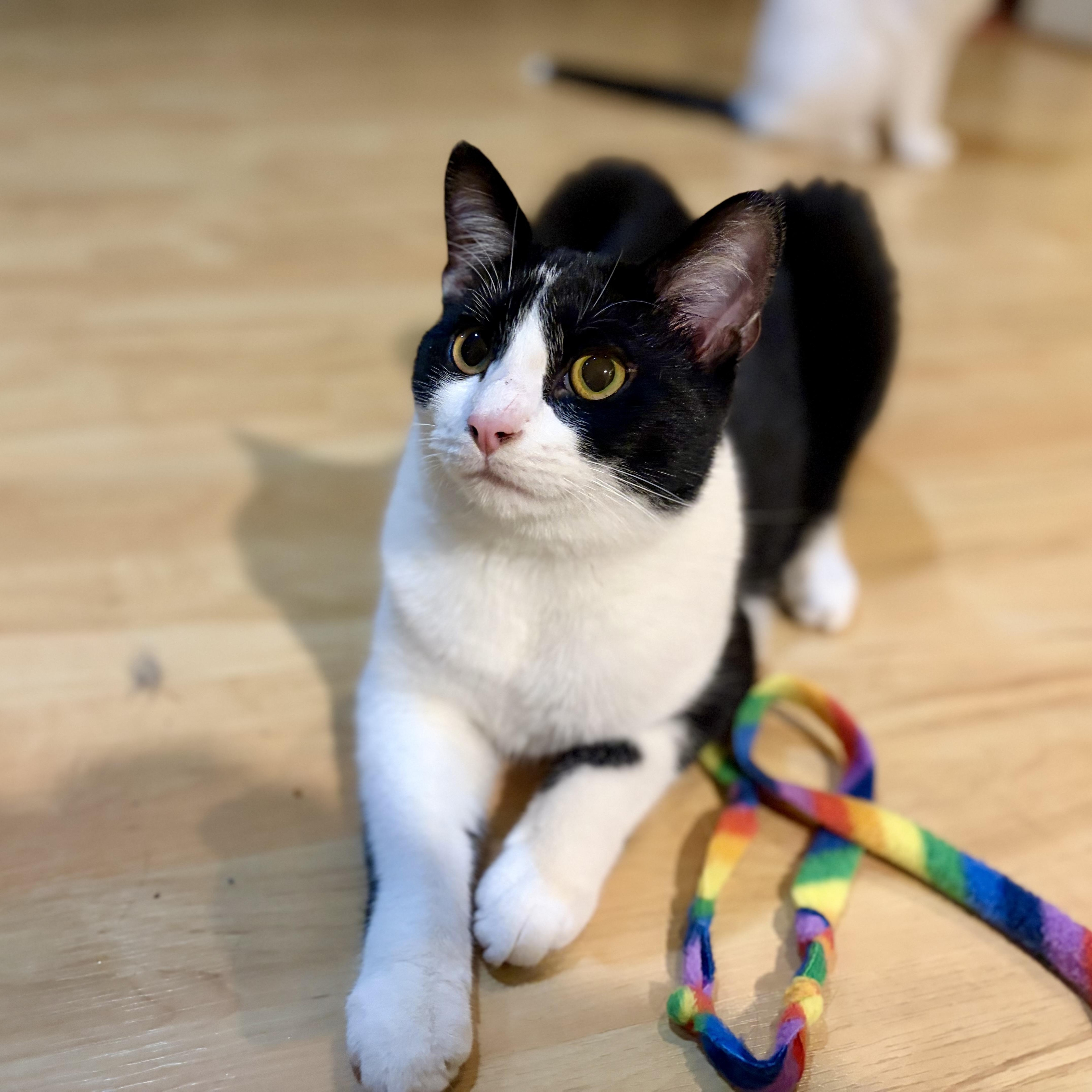 Enlarge Po, a Adoptable Domestic Short Hair in Greensboro, NC image 2/6