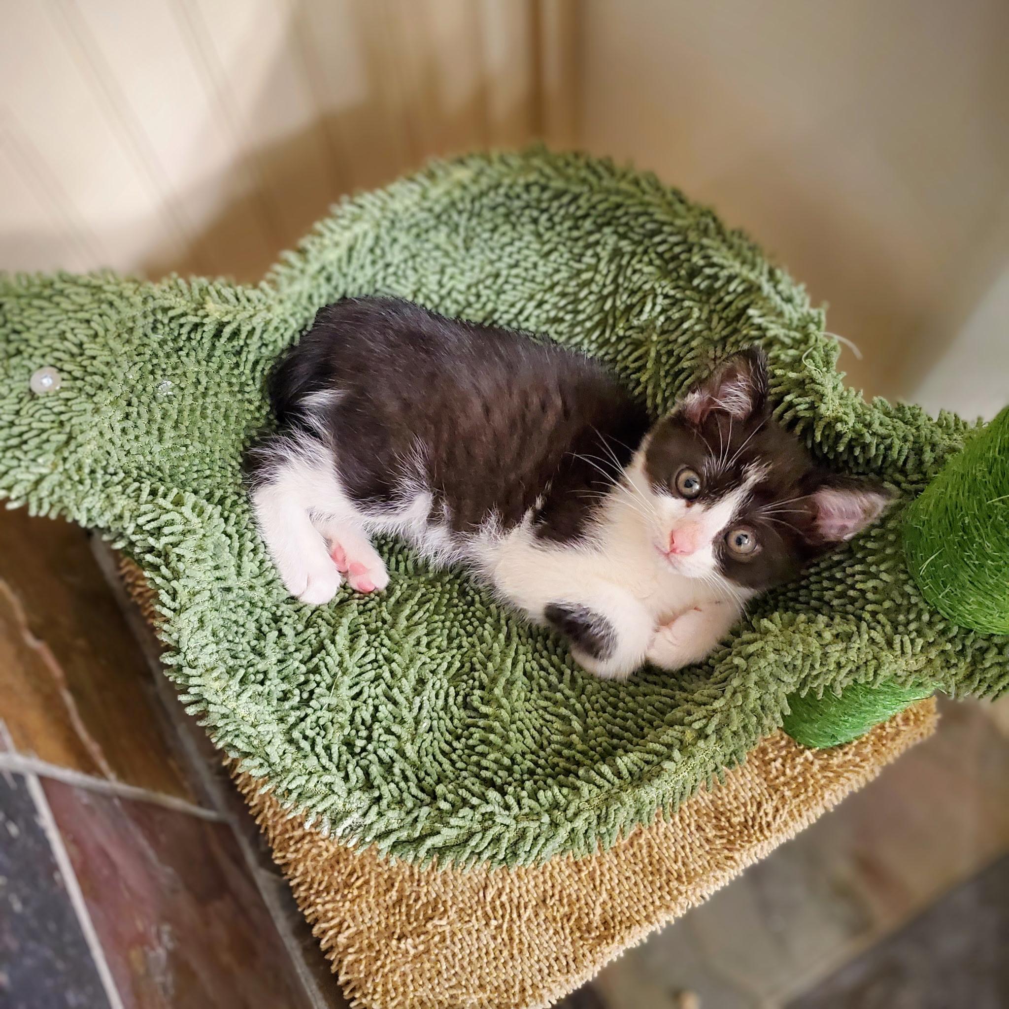 Enlarge Po, a Adoptable Domestic Short Hair in Greensboro, NC image 3/6