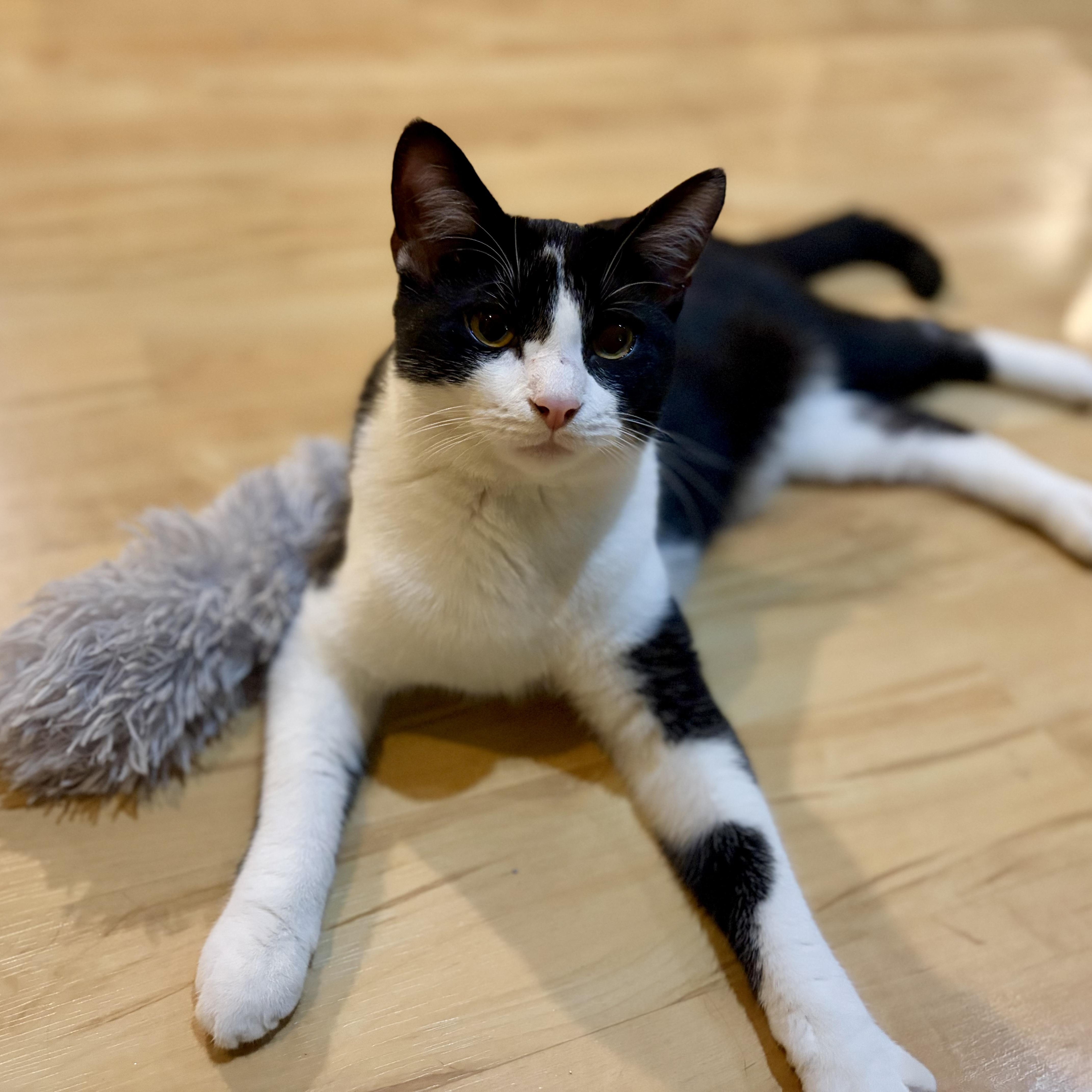 Enlarge Po, a Adoptable Domestic Short Hair in Greensboro, NC image 3/6