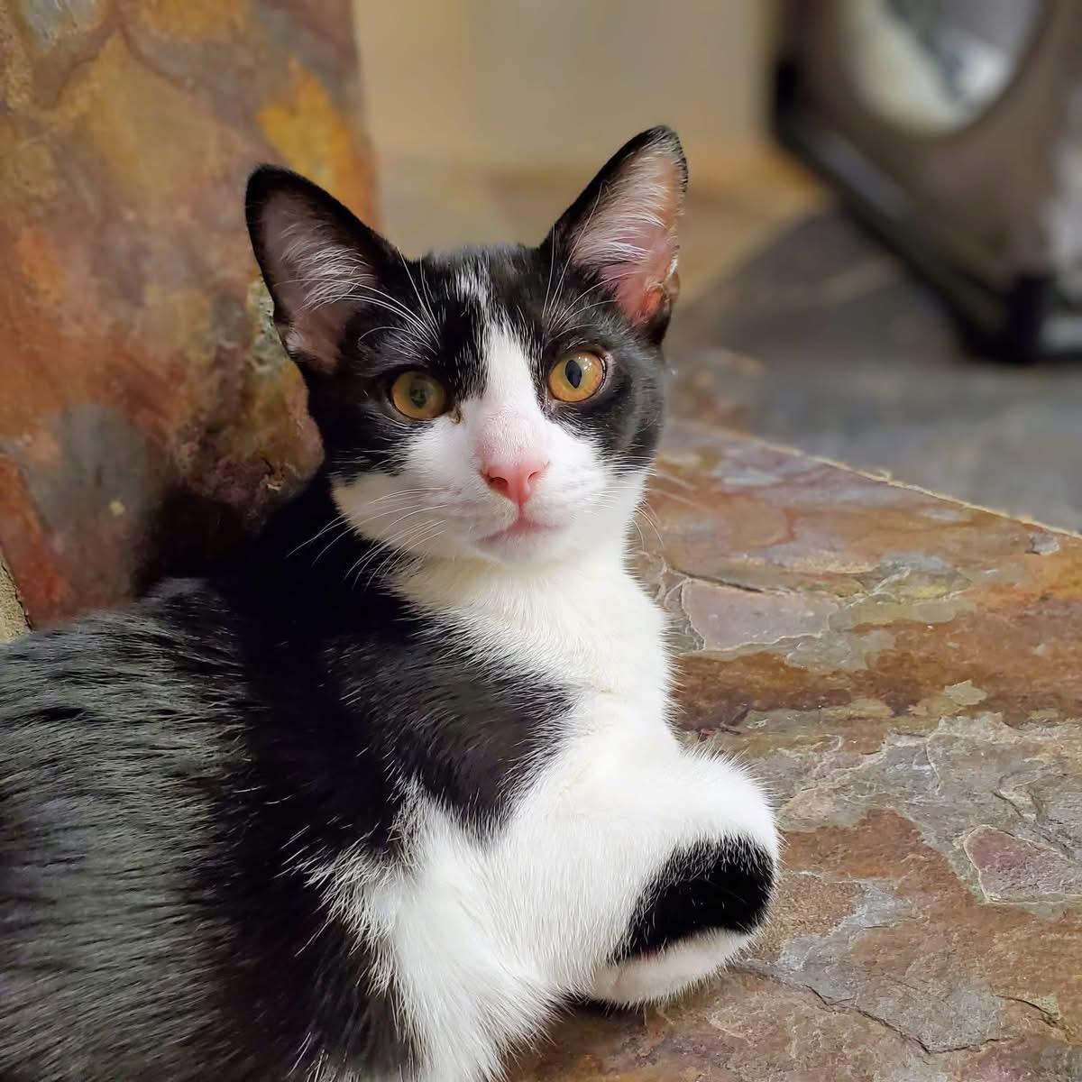 Enlarge Po, a Adoptable Domestic Short Hair in Greensboro, NC image 2/6