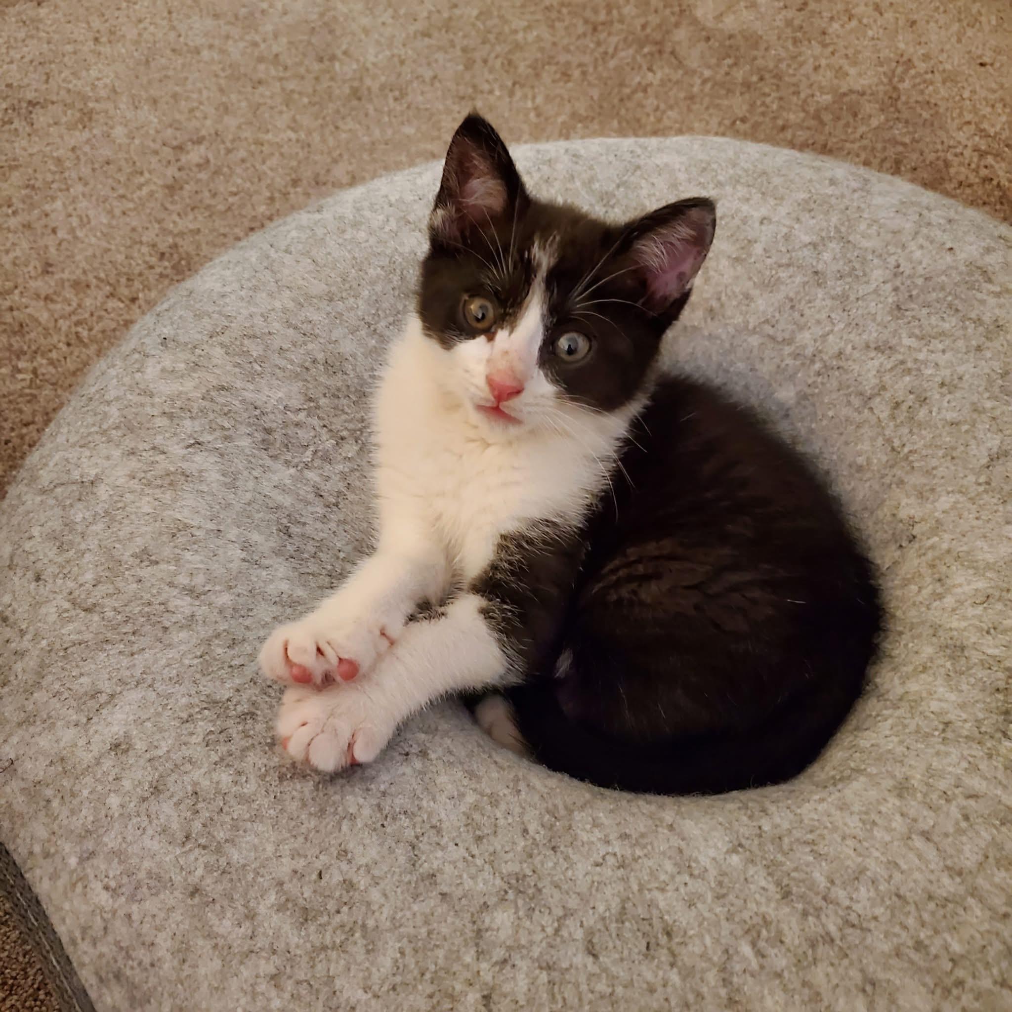 Enlarge Po, a Adoptable Domestic Short Hair in Greensboro, NC image 4/6