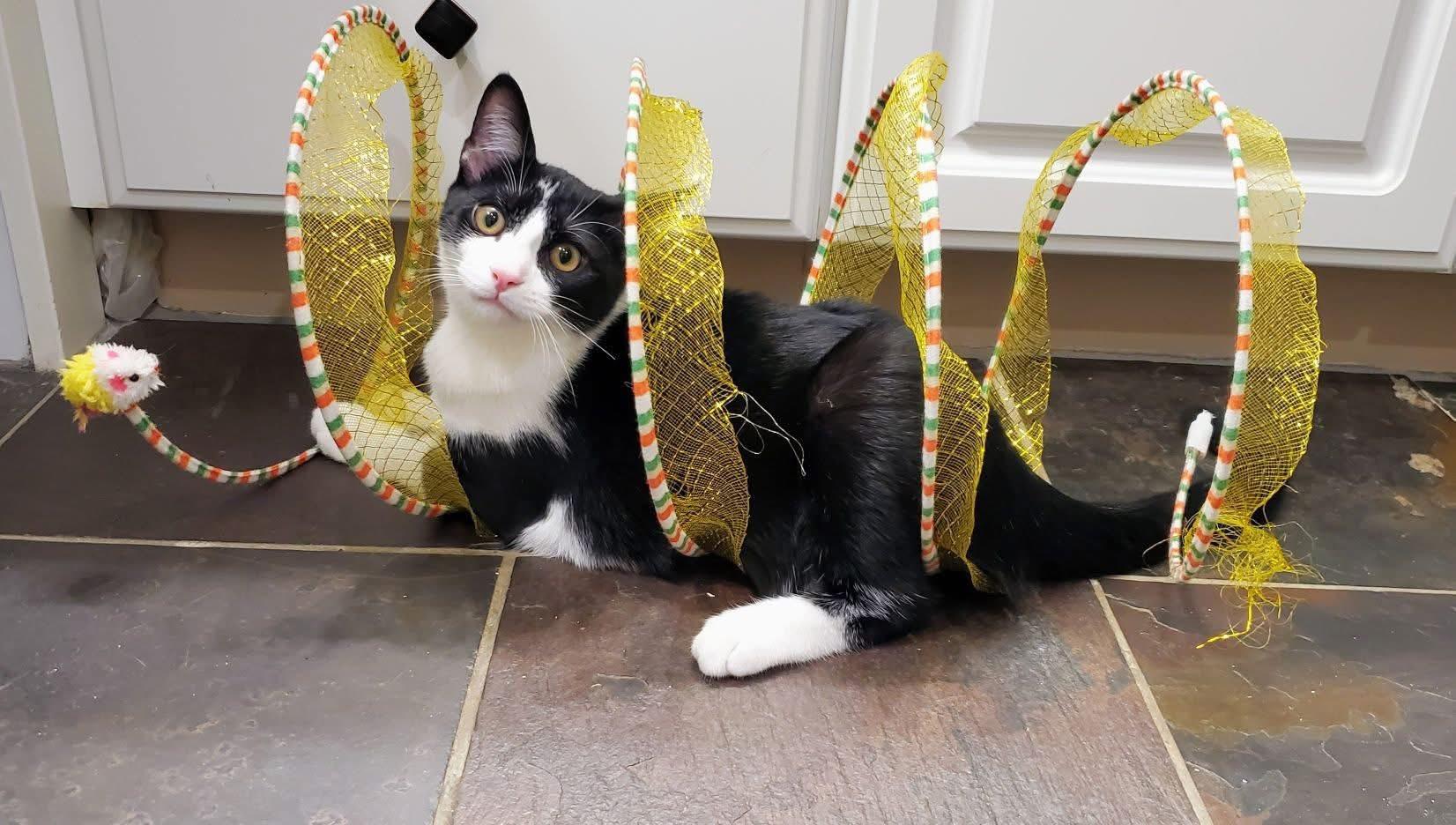 Enlarge Po, a Adoptable Domestic Short Hair in Greensboro, NC image 1/6