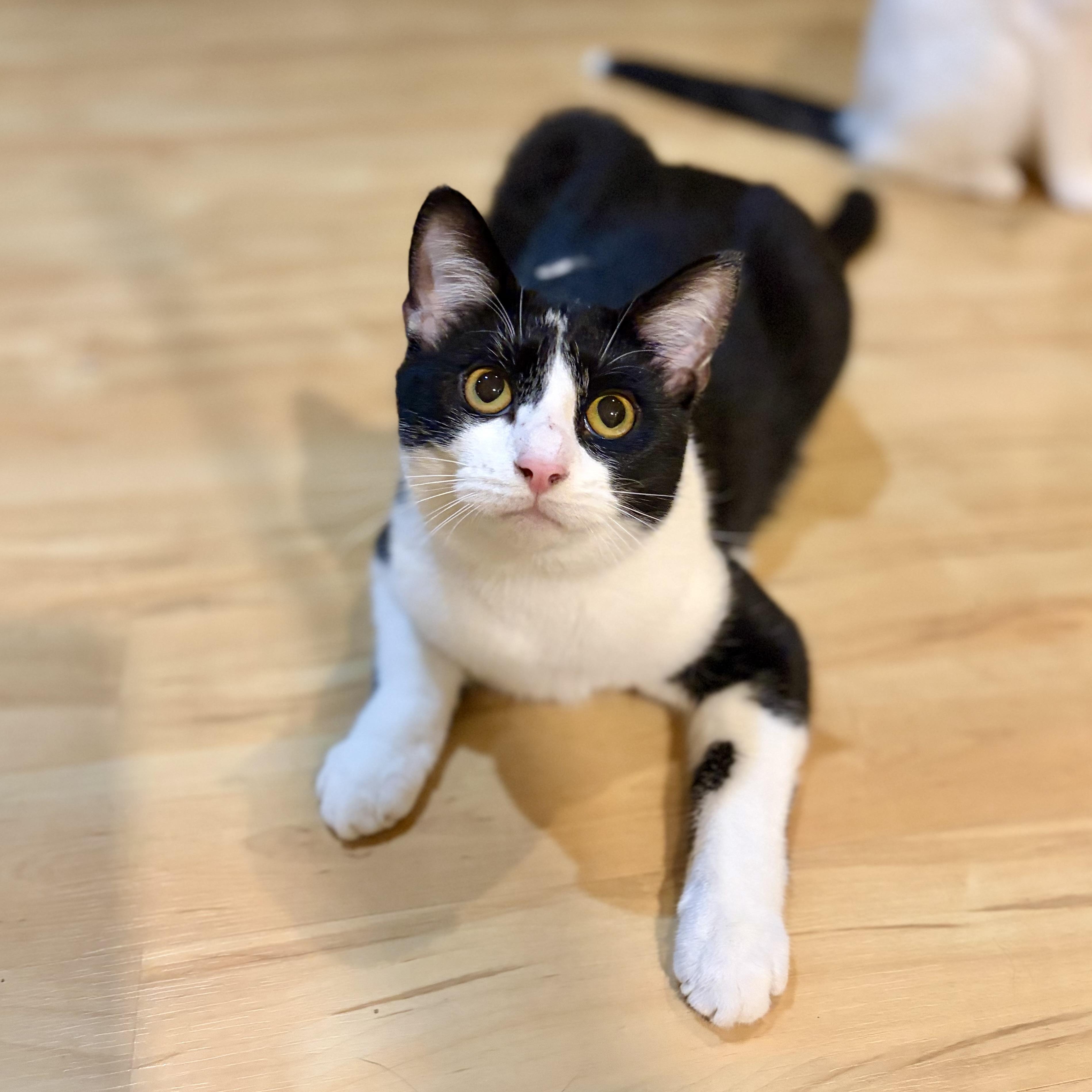 Enlarge Po, a Adoptable Domestic Short Hair in Greensboro, NC image 4/6