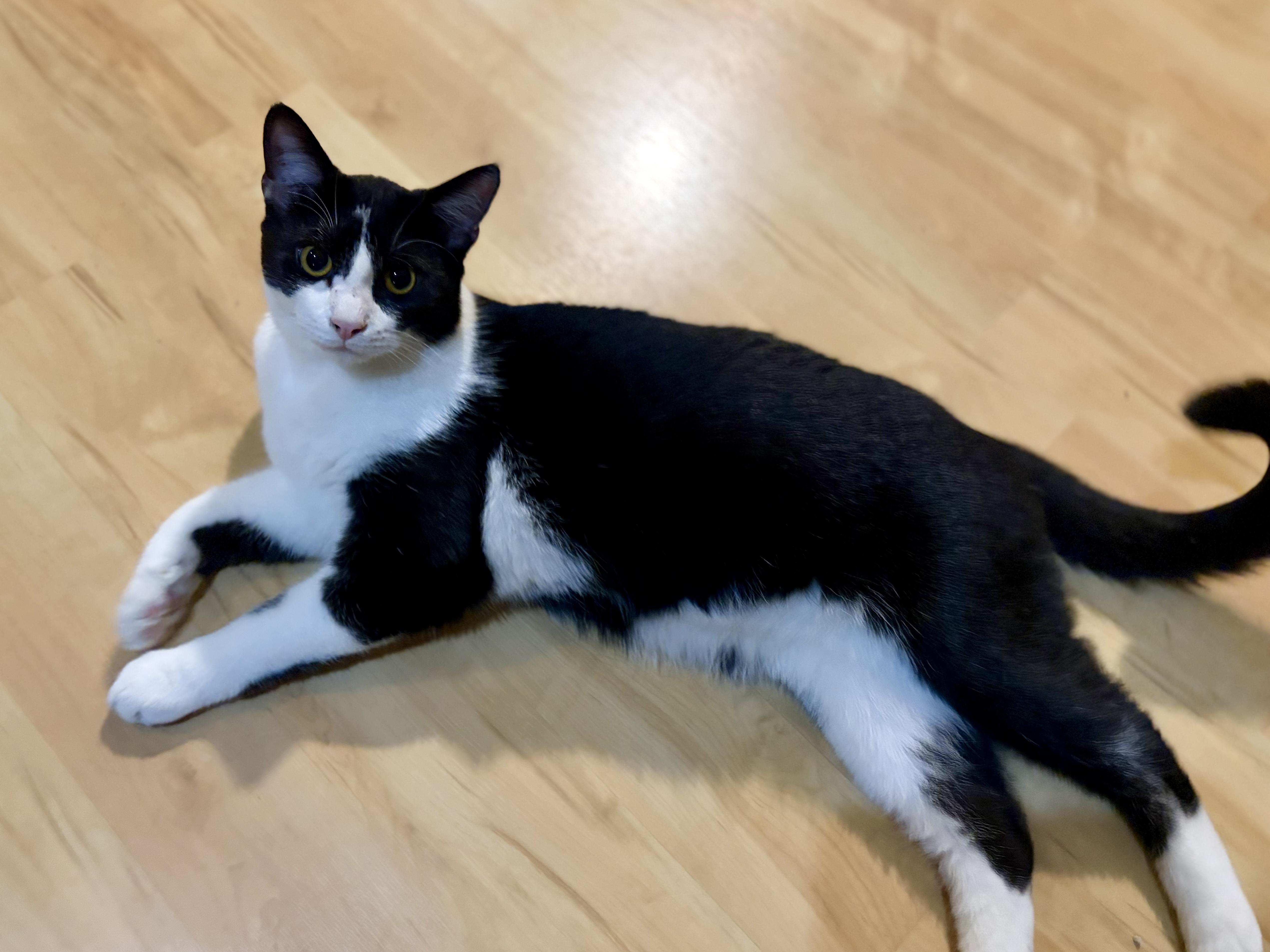 Enlarge Po, a Adoptable Domestic Short Hair in Greensboro, NC image 5/6