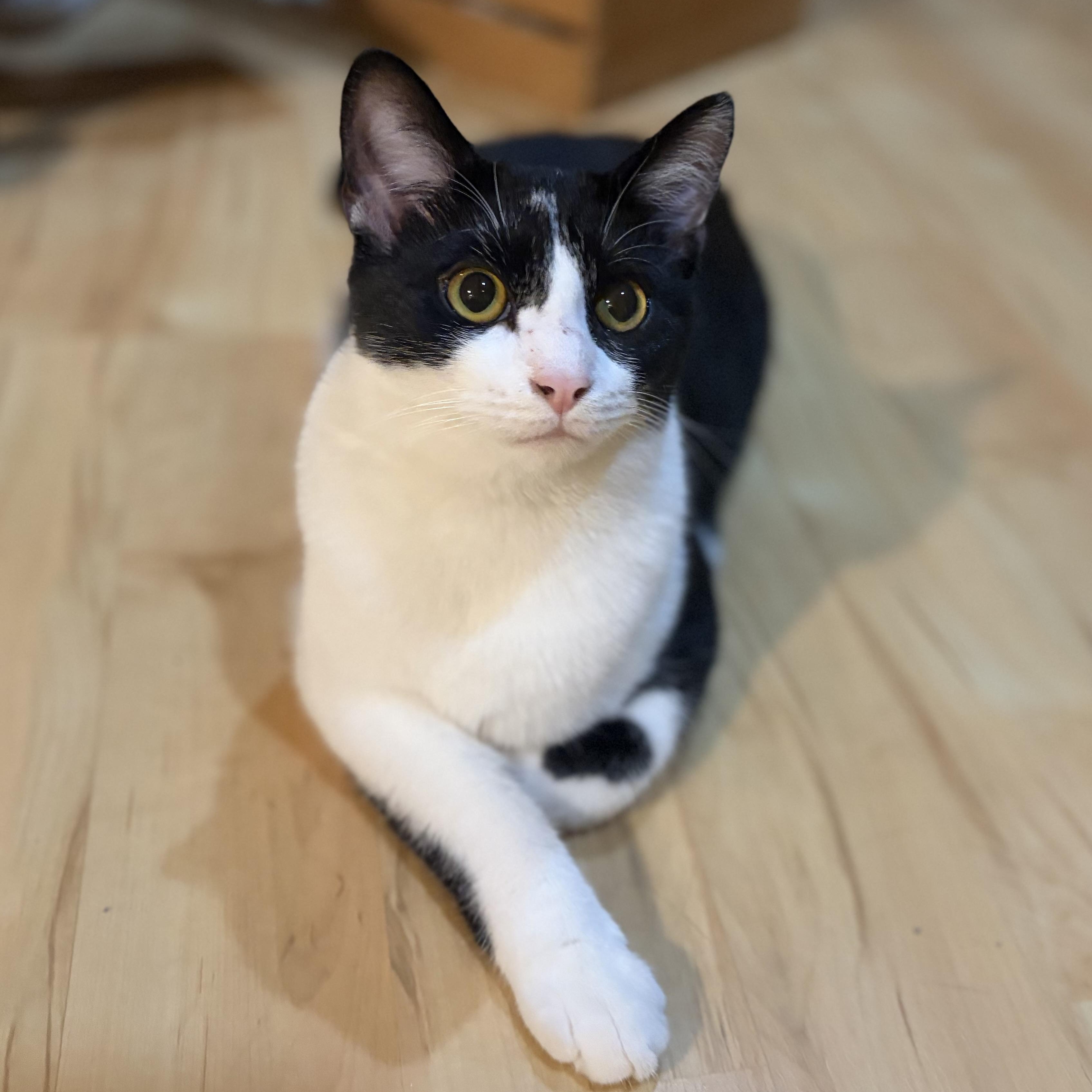 Enlarge Po, a Adoptable Domestic Short Hair in Greensboro, NC image 6/6