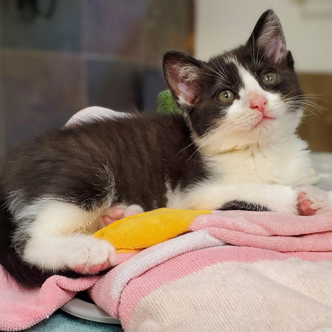 Enlarge Po, a Adoptable Domestic Short Hair in Greensboro, NC image 6/6