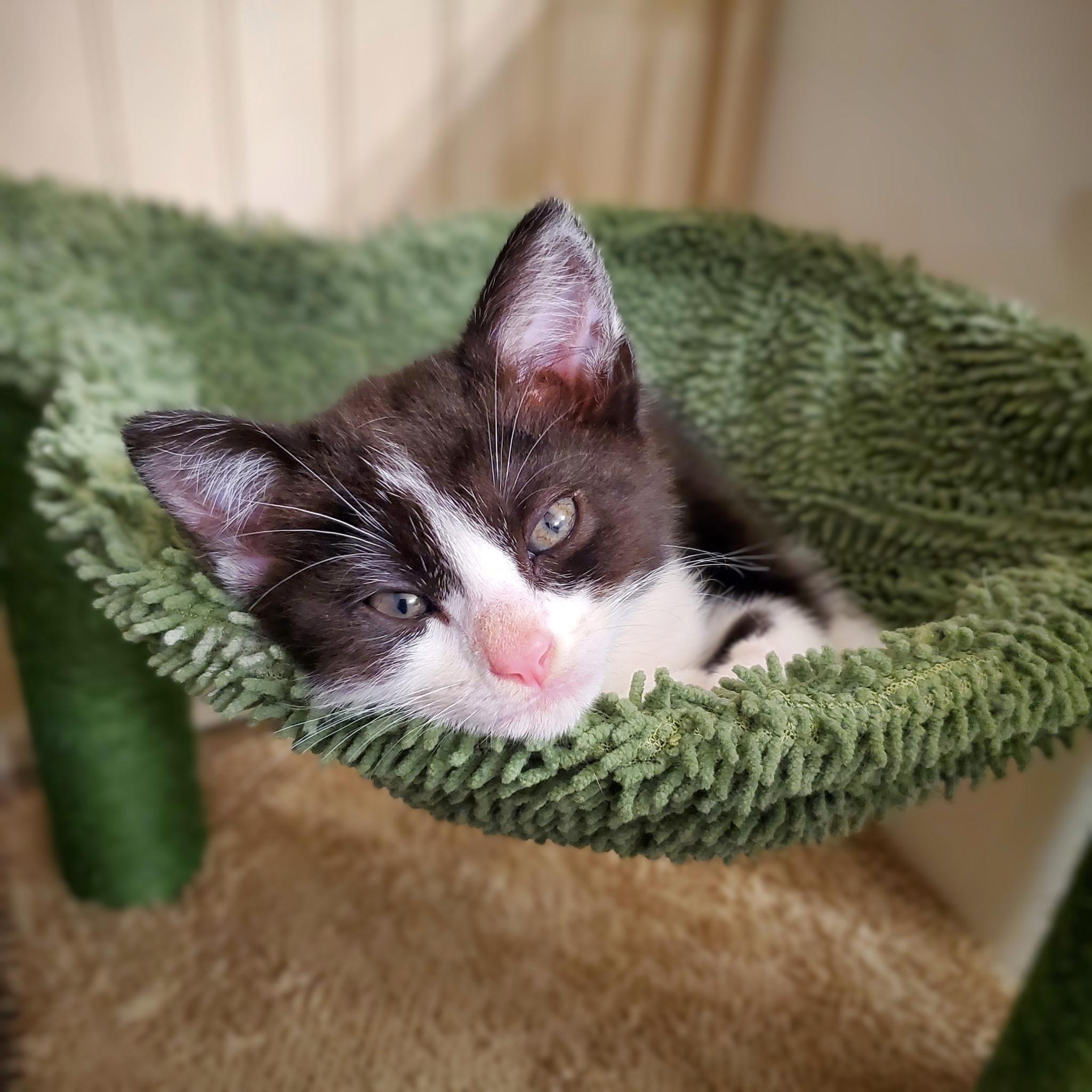 Enlarge Po, a Adoptable Domestic Short Hair in Greensboro, NC image 5/6