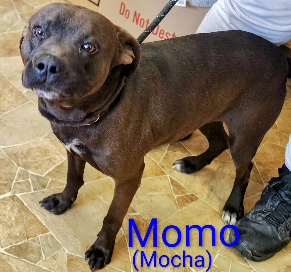 MoMo, a Adoptable mixed breed in Mena, AR image 1/2