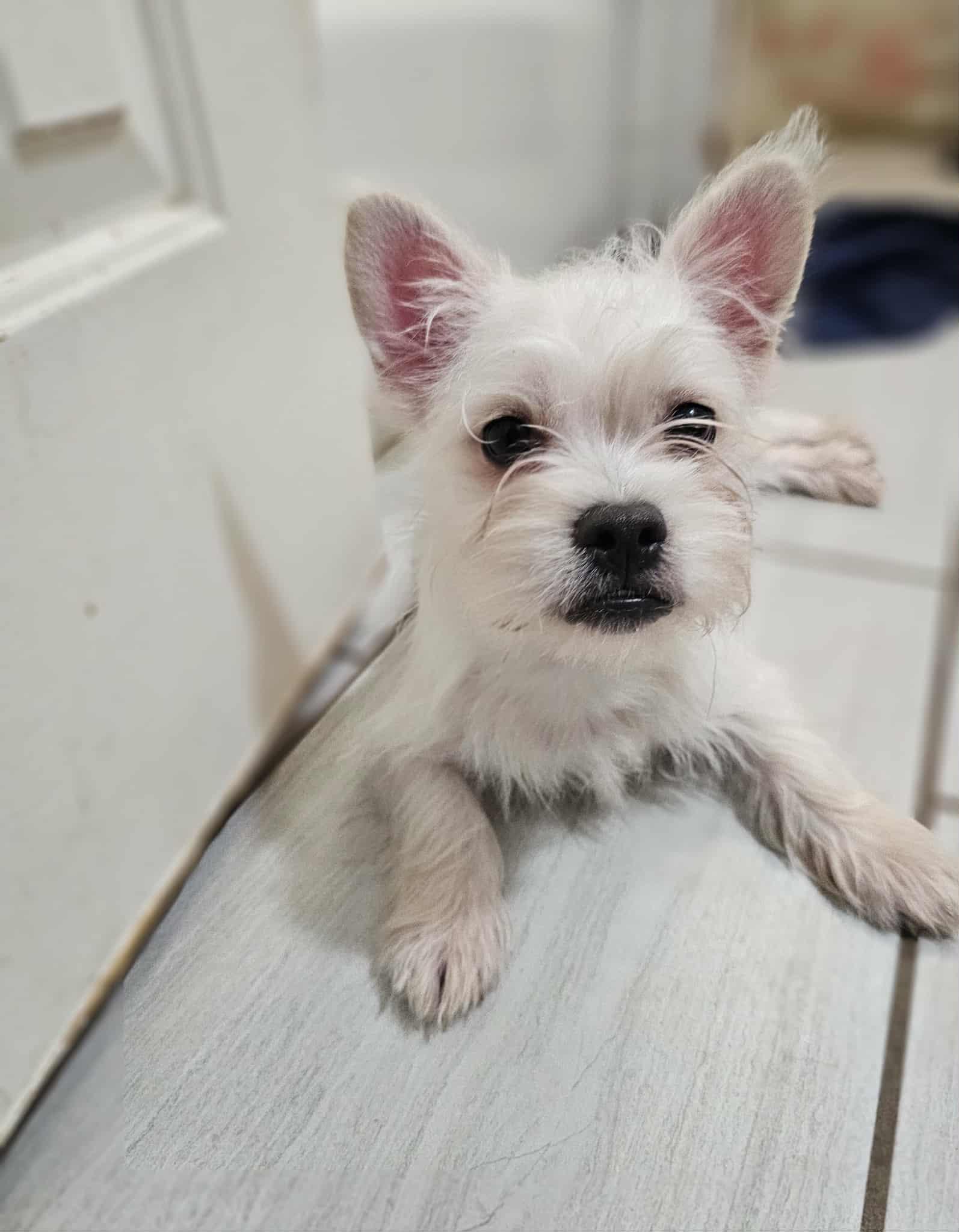 Thelma, Adoptable, Puppy Female West Highland White Terrier / Westie.
