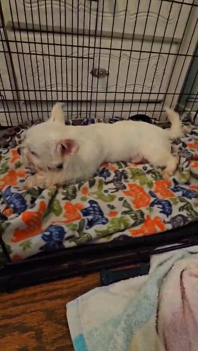 Enlarge Thelma, a Adoptable mixed breed in COVINGTON, WA video 2/6