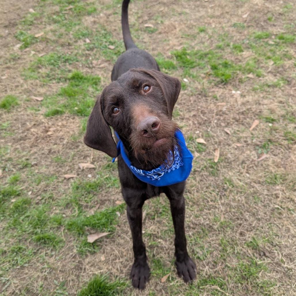 Walter(Adoption Fee Sponsored), Adoptable, Adult Male Mixed Breed.