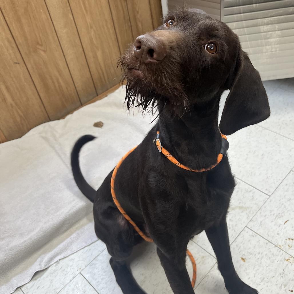 Walter, Adoptable, Young Male Mixed Breed.