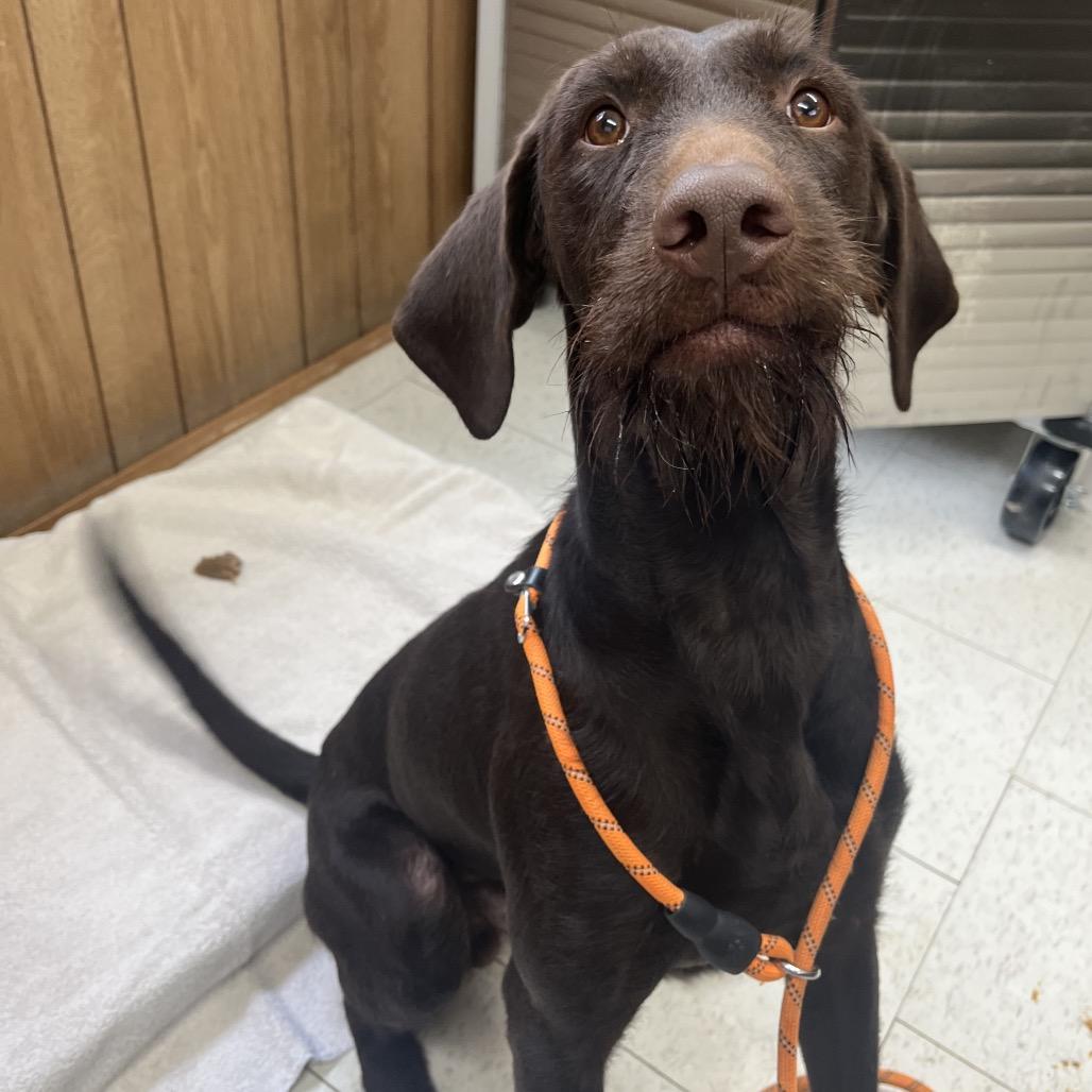 Walter, a Adoptable Mixed Breed image 2/2