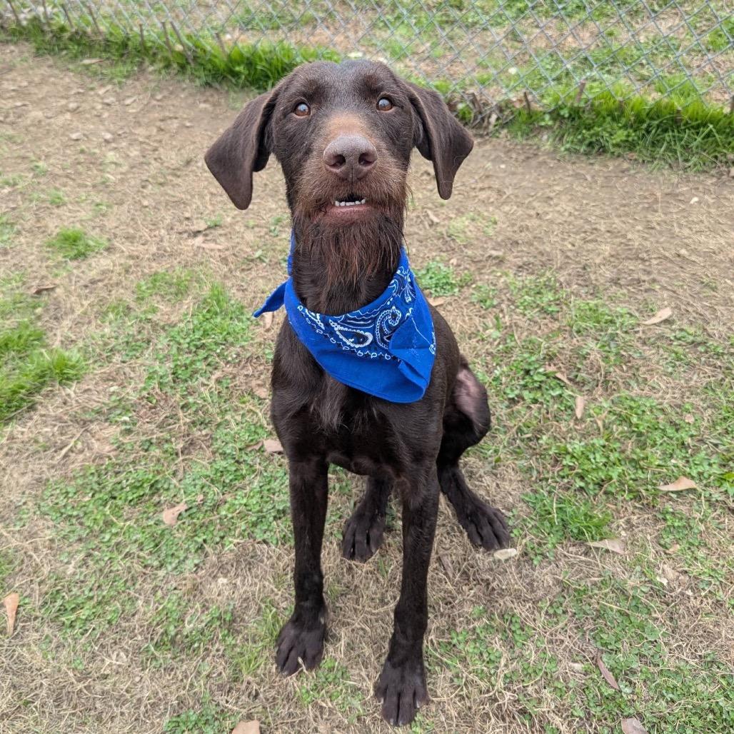 Enlarge Walter(Adoption Fee Sponsored), a Adoptable Mixed Breed in Columbiana, AL image 4/6