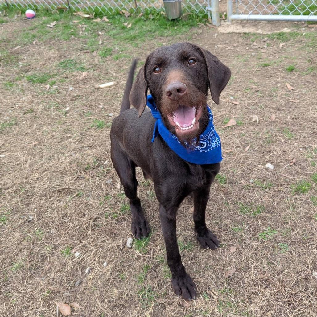 Enlarge Walter(Adoption Fee Sponsored), a Adoptable Mixed Breed in Columbiana, AL image 6/6
