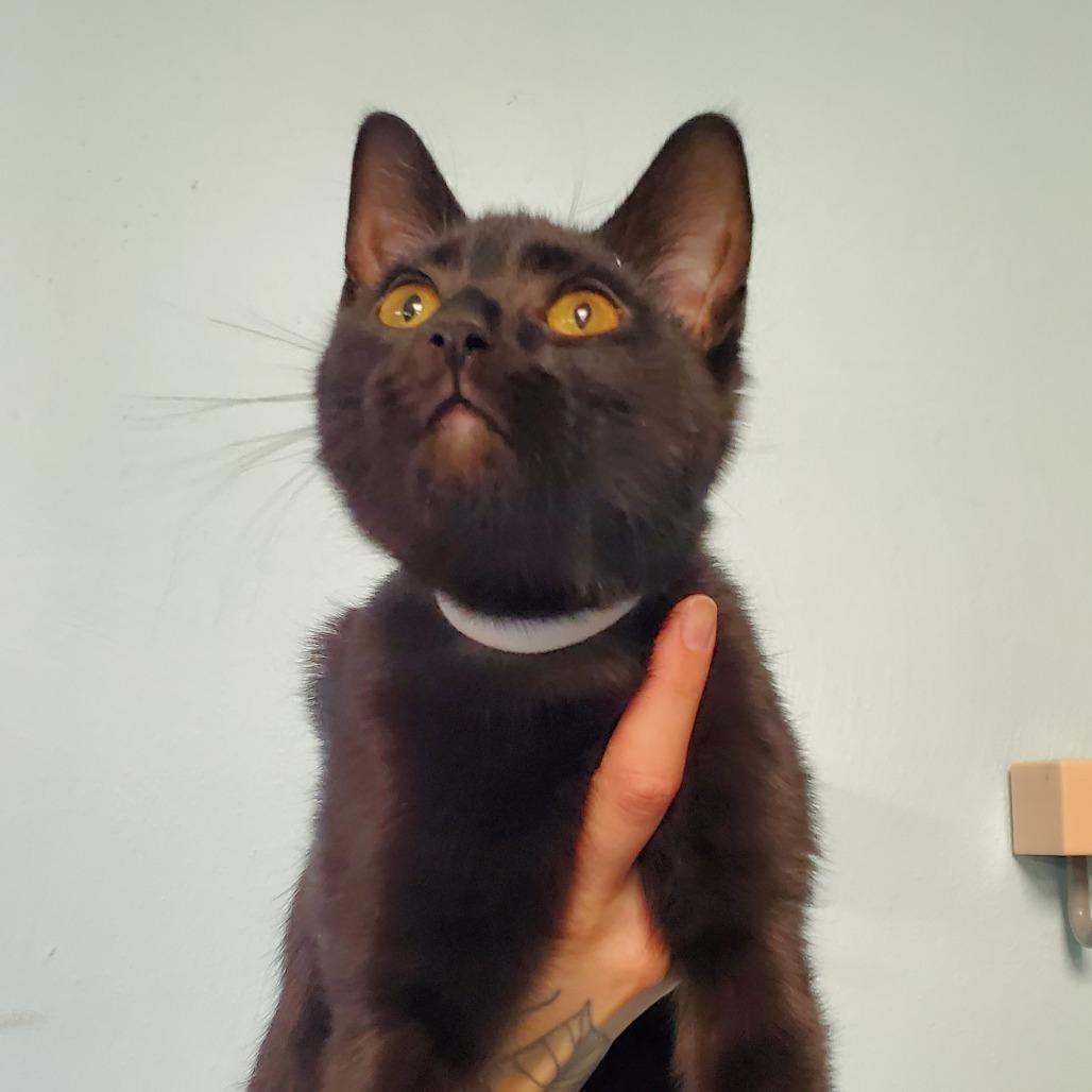 Spare Tire, Adoptable, Kitten Male Domestic Short Hair.