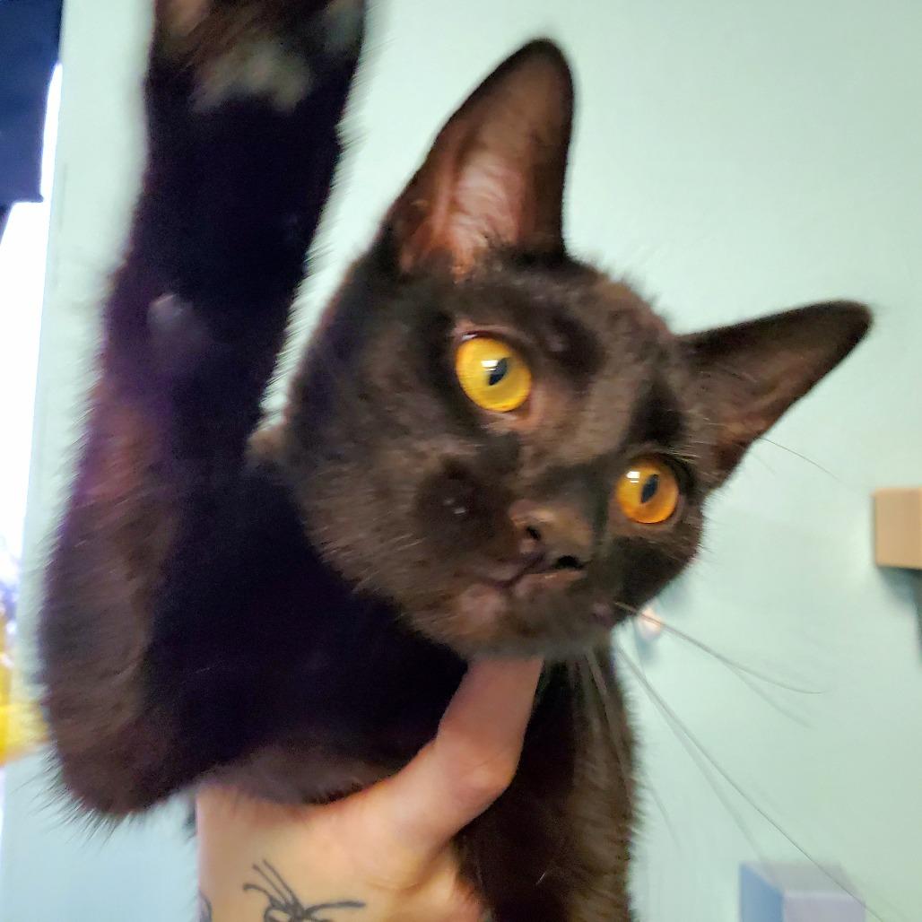 Enlarge Spare Tire, a Adoptable Domestic Short Hair in PITTSBURGH, PA image 2/2