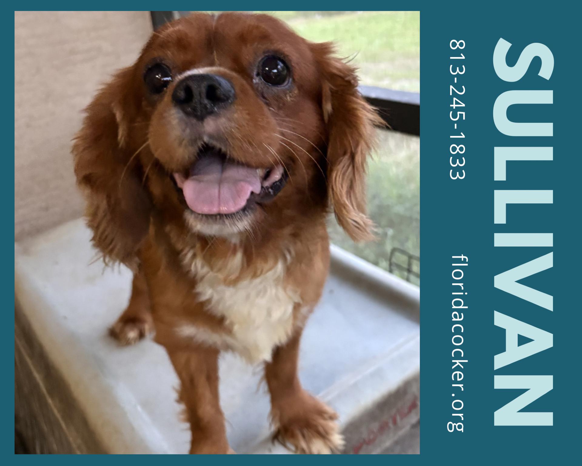 Sullivan, adopted, Adult Male Cavalier King Charles Spaniel.