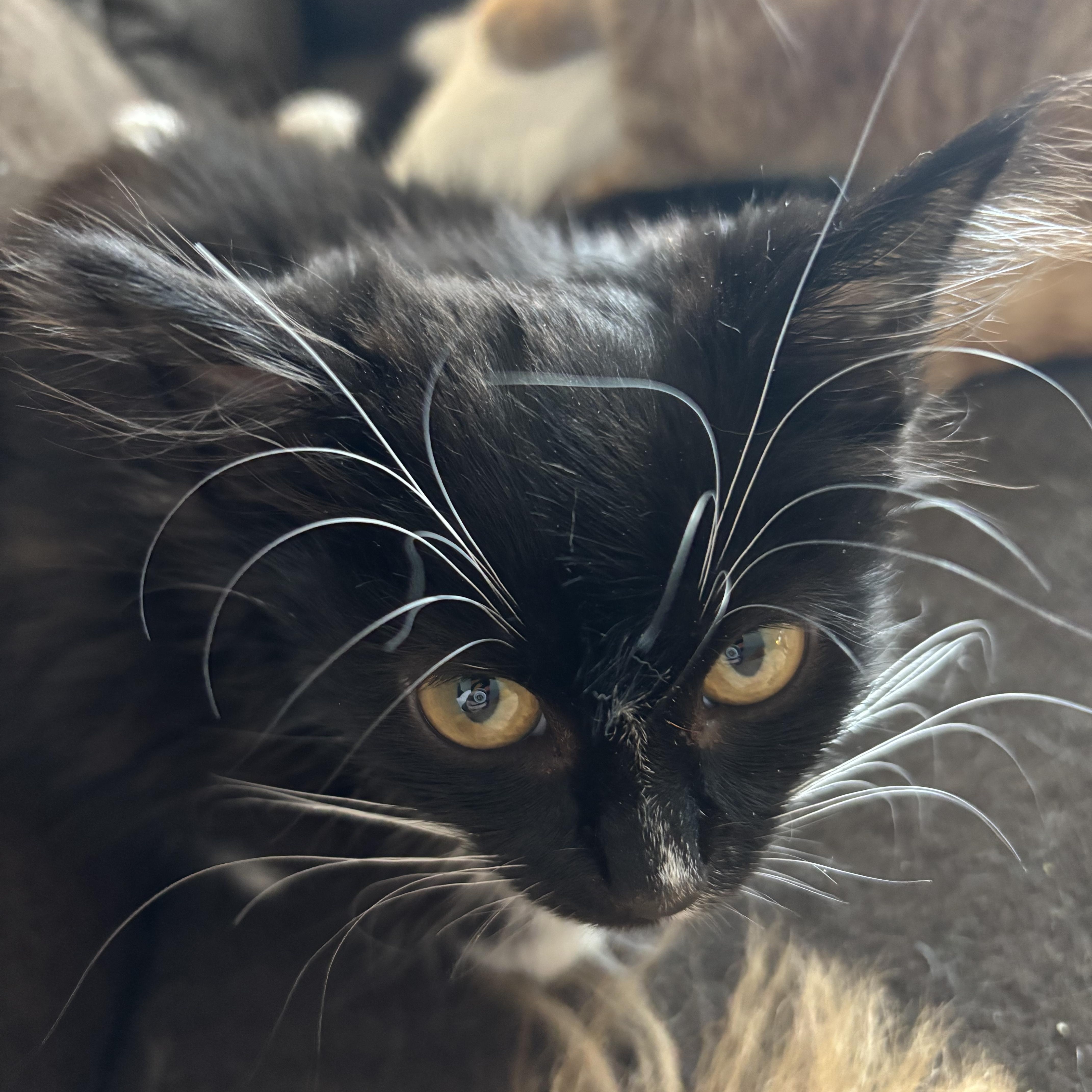 Farah, adopted, Kitten Female Domestic Medium Hair.