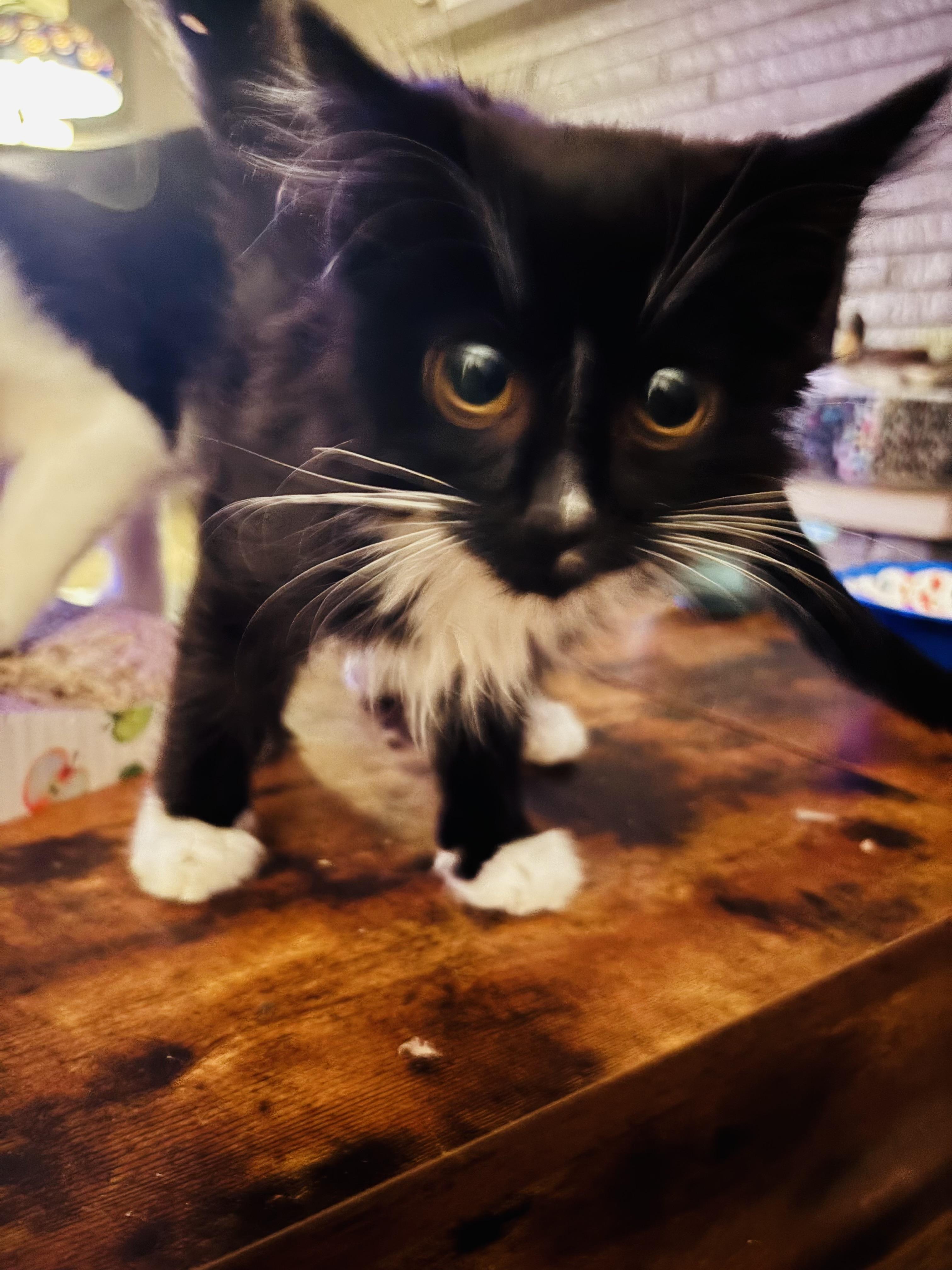 Enlarge Farah, an adopted Domestic Medium Hair in Kirklin, IN image 2/6