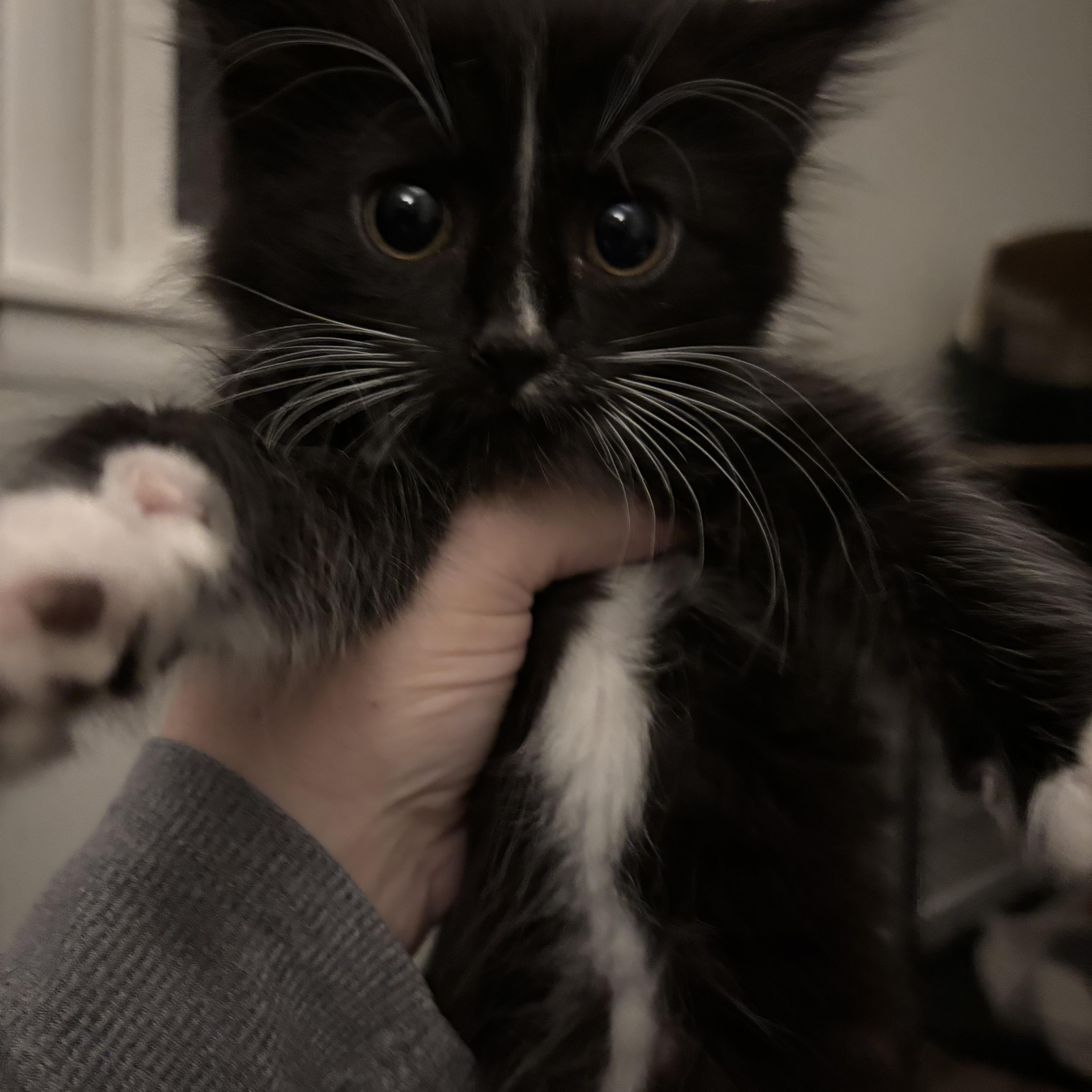 Enlarge Farah, an adopted Domestic Medium Hair in Kirklin, IN image 3/6