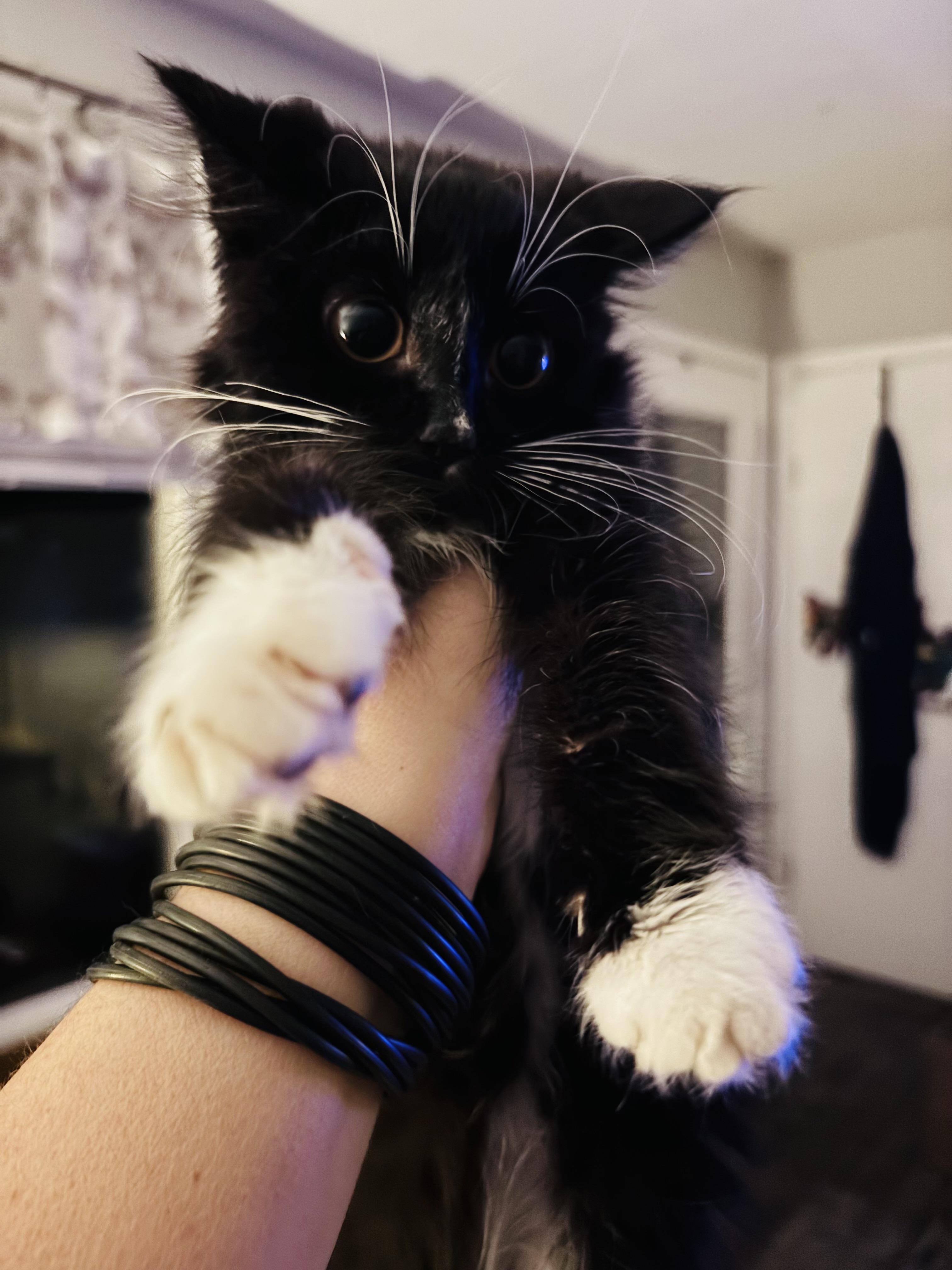 Enlarge Farah, an adopted Domestic Medium Hair in Kirklin, IN image 5/6