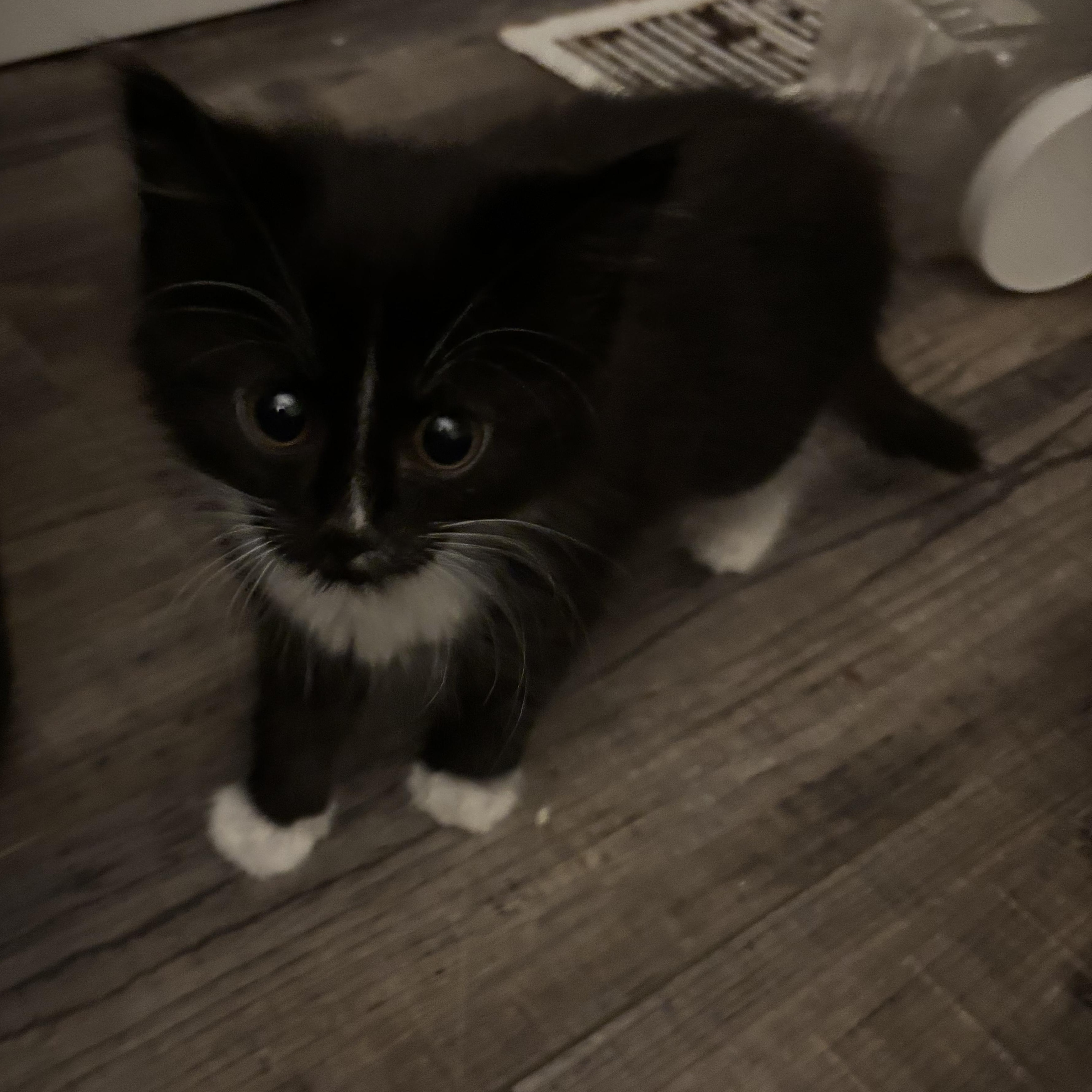 Enlarge Farah, an adopted Domestic Medium Hair in Kirklin, IN image 4/6