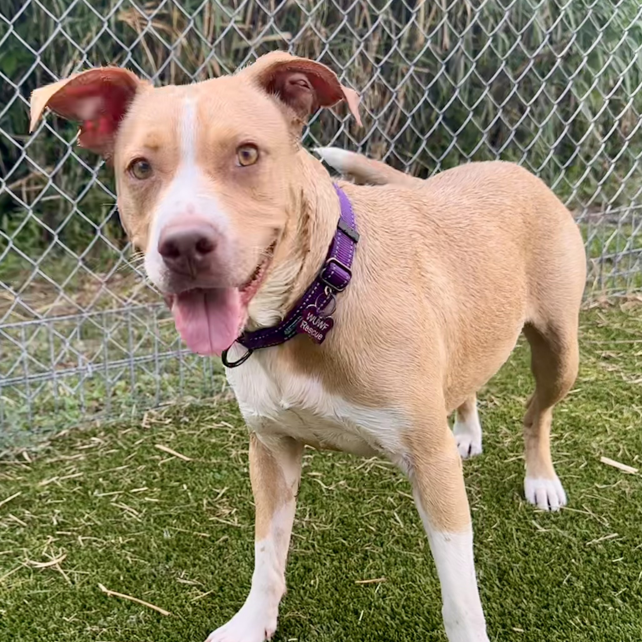 Honey, Adult Female American Staffordshire Terrier
