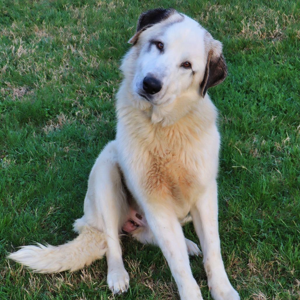 Enlarge Griffin, a Adoptable Mixed Breed in Jeffersonville, IN image 1/6
