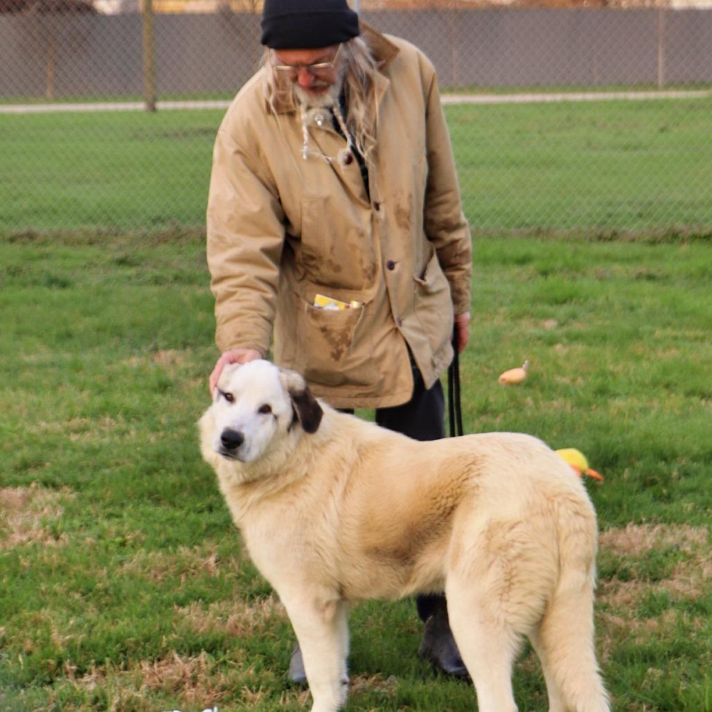 Enlarge Griffin, a Adoptable Mixed Breed in Jeffersonville, IN image 2/6
