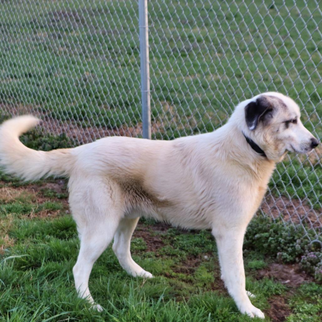 Enlarge Griffin, a Adoptable Mixed Breed in Jeffersonville, IN image 4/6