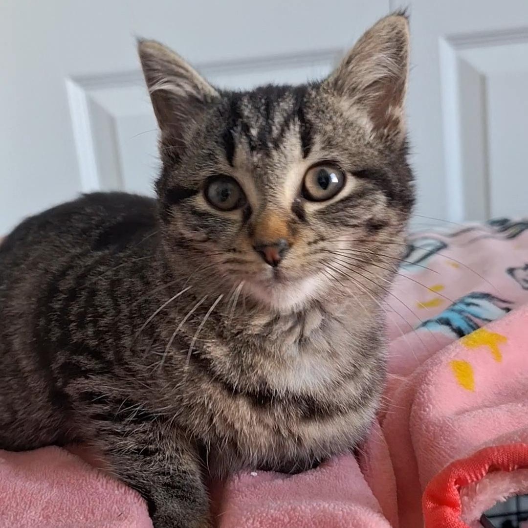 Des, Adoptable, Kitten Female Domestic Short Hair.