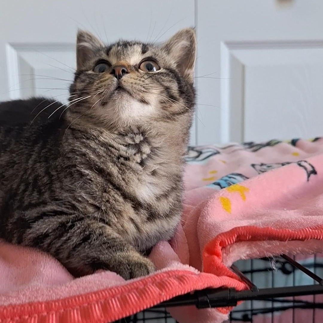 Des, a Adoptable Domestic Short Hair in BUTLER, PA image 2/3