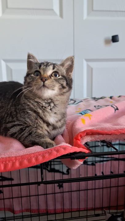 Enlarge Des, a Adoptable Domestic Short Hair in BUTLER, PA video 3/3