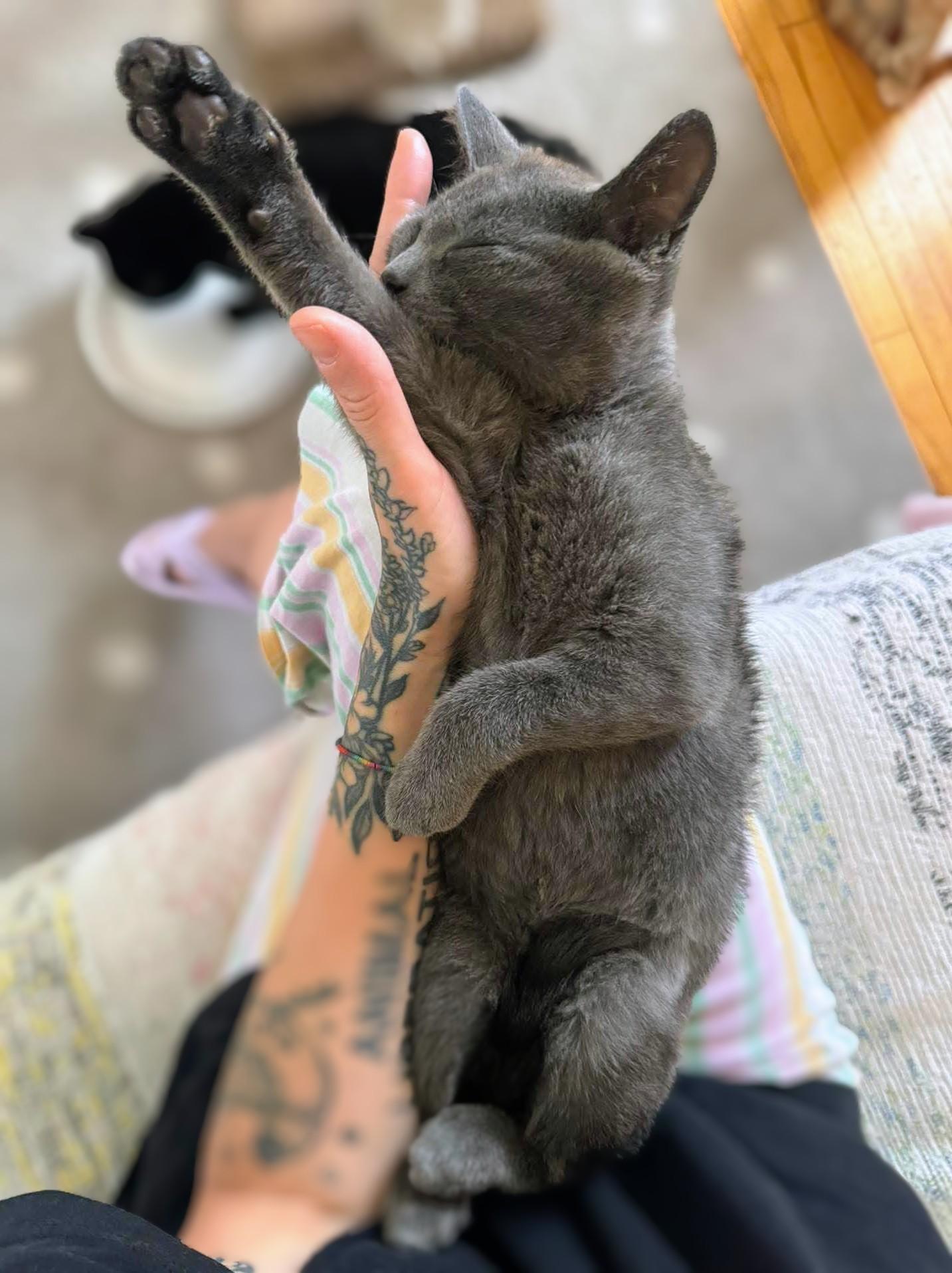 Enlarge Lulu, a Adoptable Domestic Short Hair in Montreal, QC image 2/5